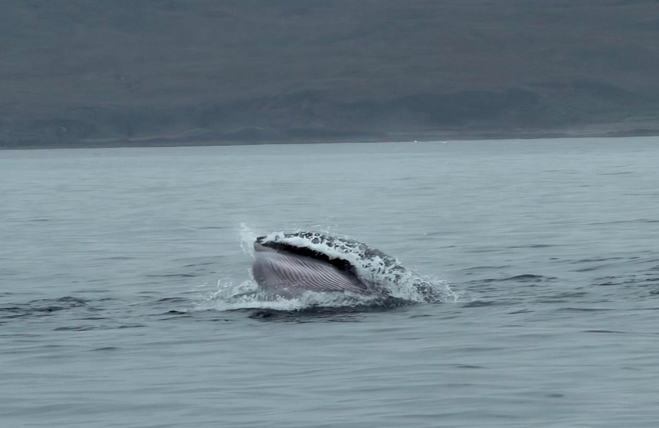 A whale breaches the surface of the ocean, with part of its body visible above the water and the waves splashing around it.