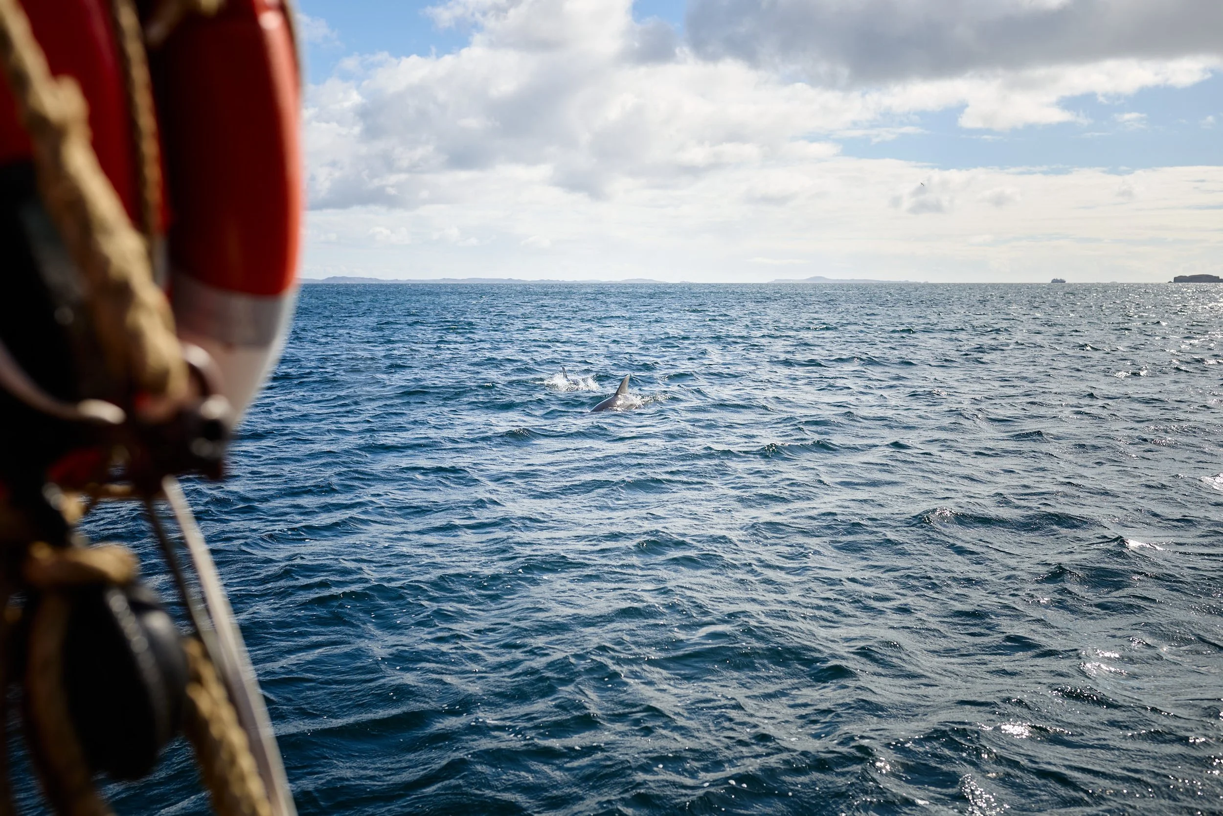 View of the ocean with a whale fin breaking the water's surface, seen from a boat with a part of its safety equipment visible on the left.