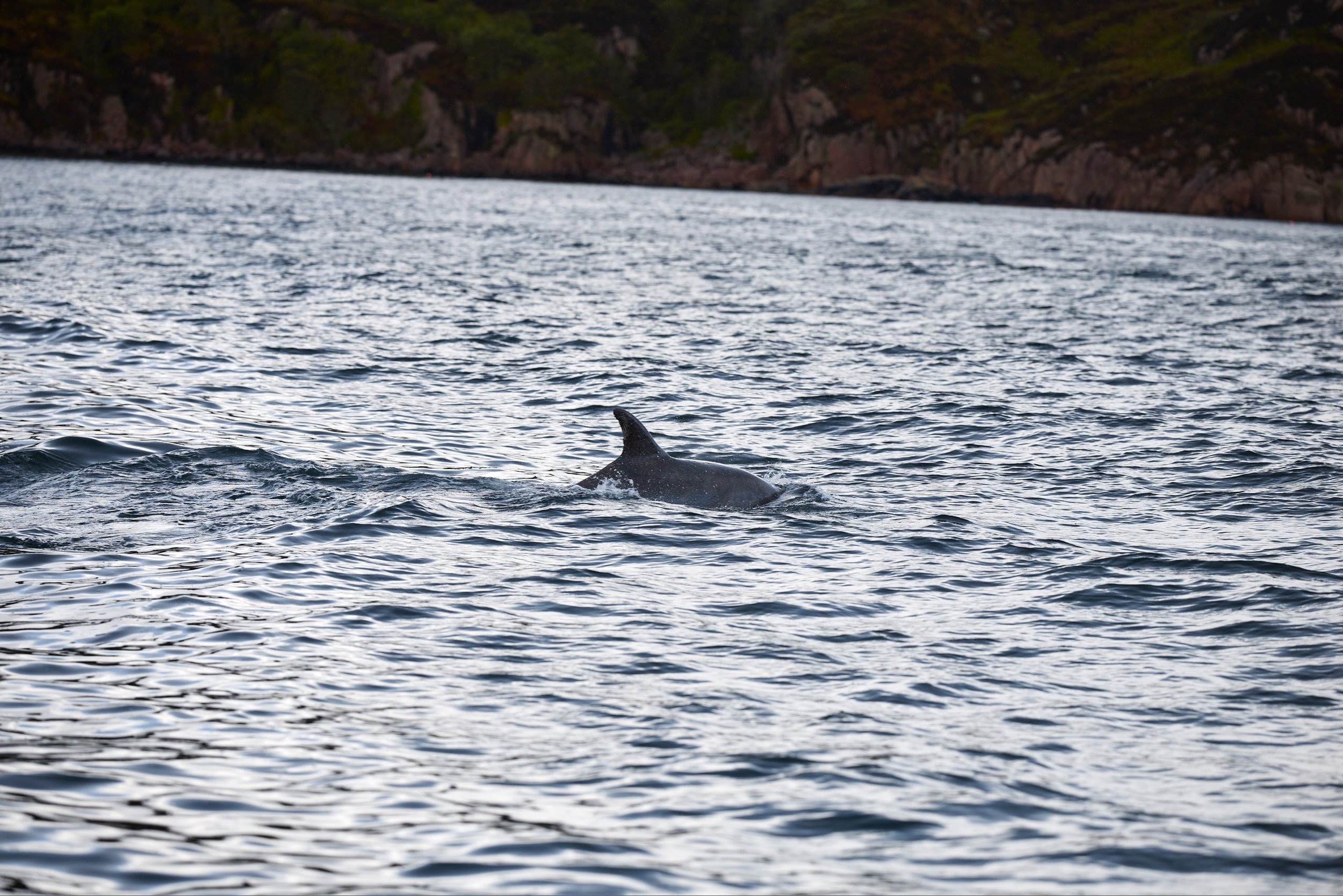 A whale's dorsal fin visible above the water surface in the ocean with a rocky shoreline and trees in the background.