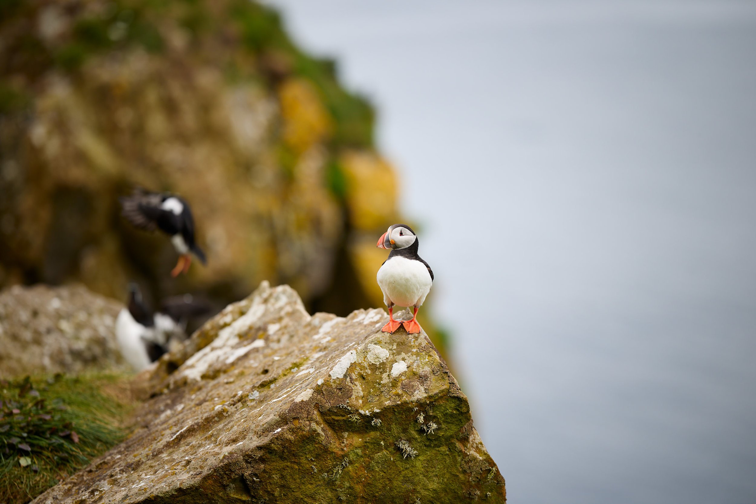 A puffin standing on a rocky surface near the sea, with another puffin blurred in the background. The scene features a coastal environment with rocks covered in moss and lichen.