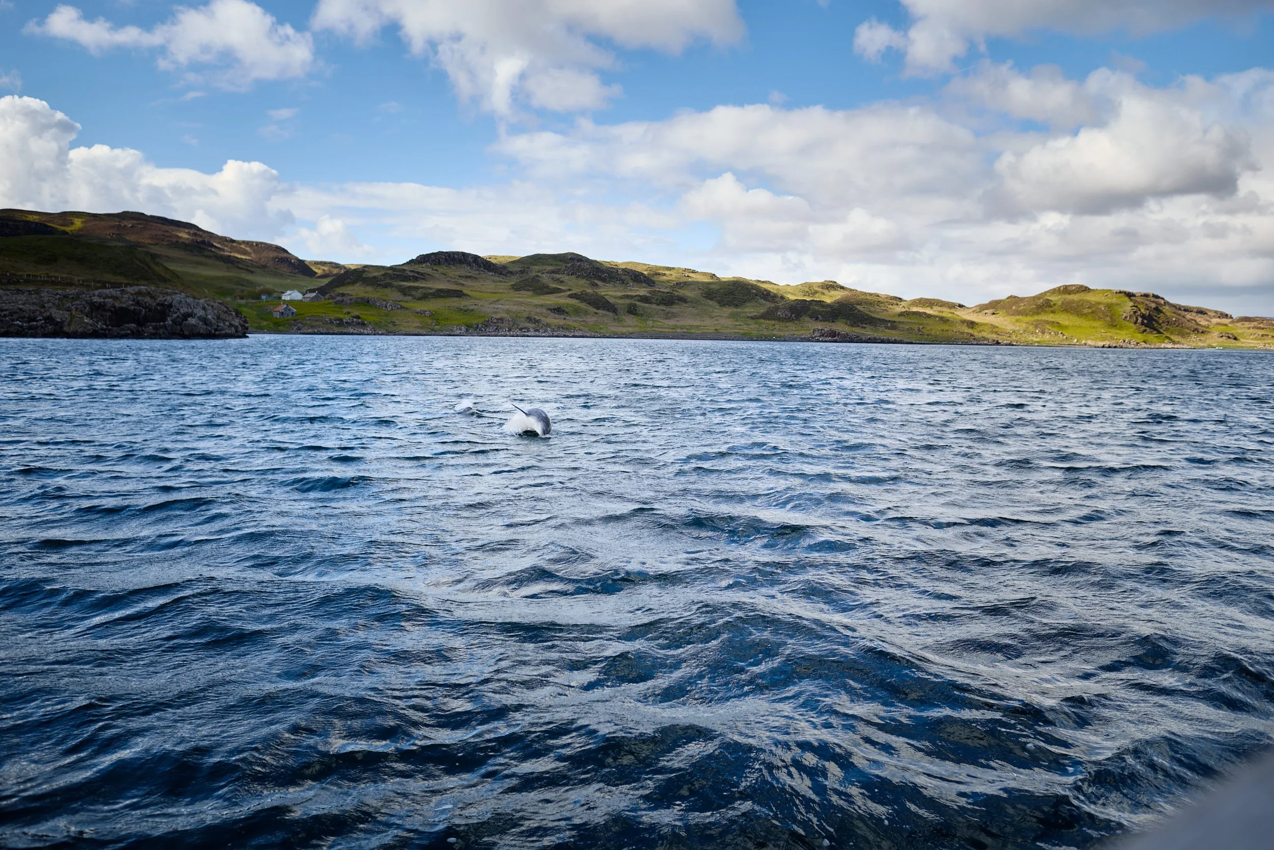 A scenic view of a body of water with hills in the background, partly cloudy sky, and a whale surfacing in the water.