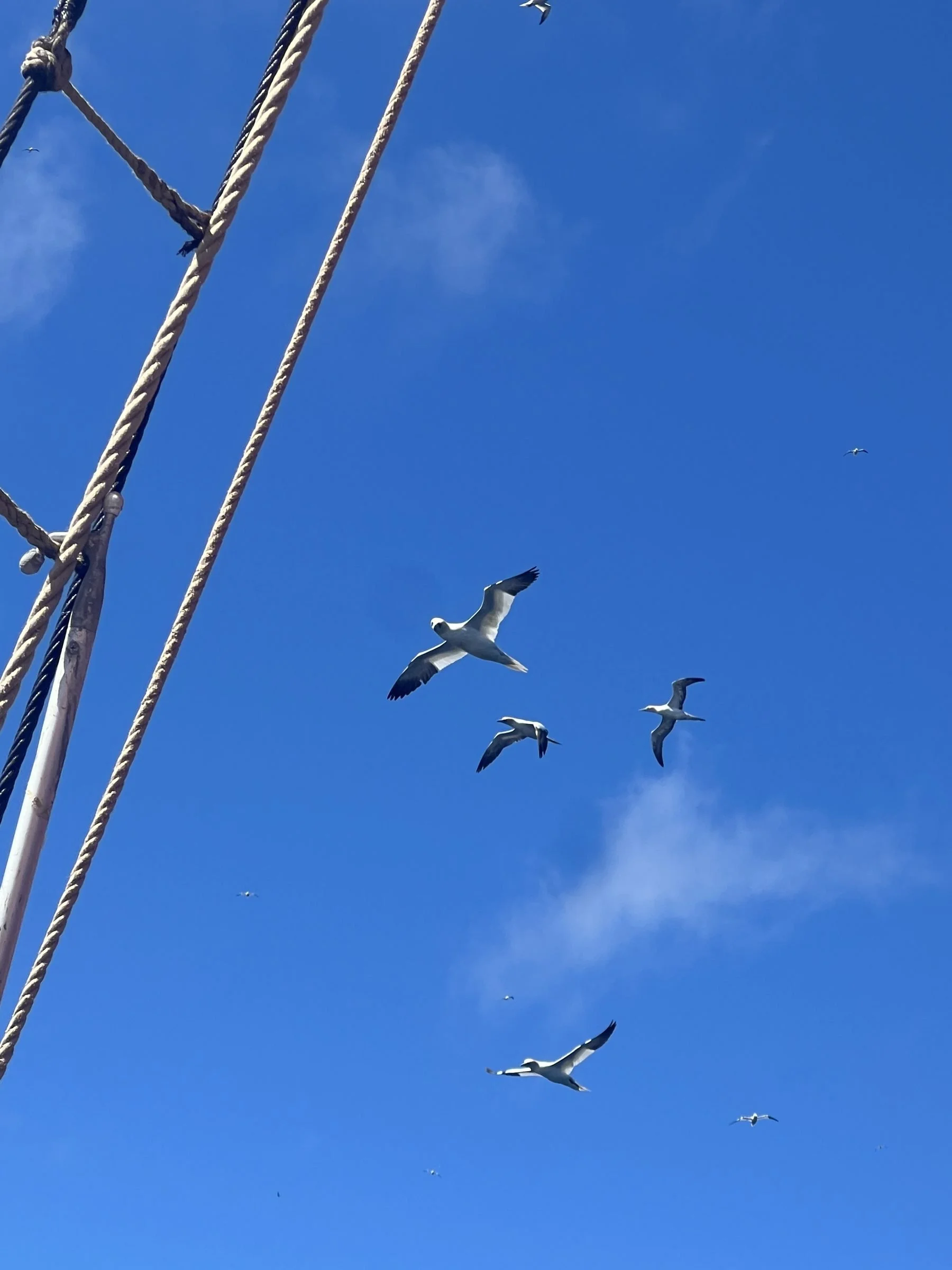 Seagulls flying in a clear blue sky with some clouds and part of a ship's rigging with ropes on the left side.