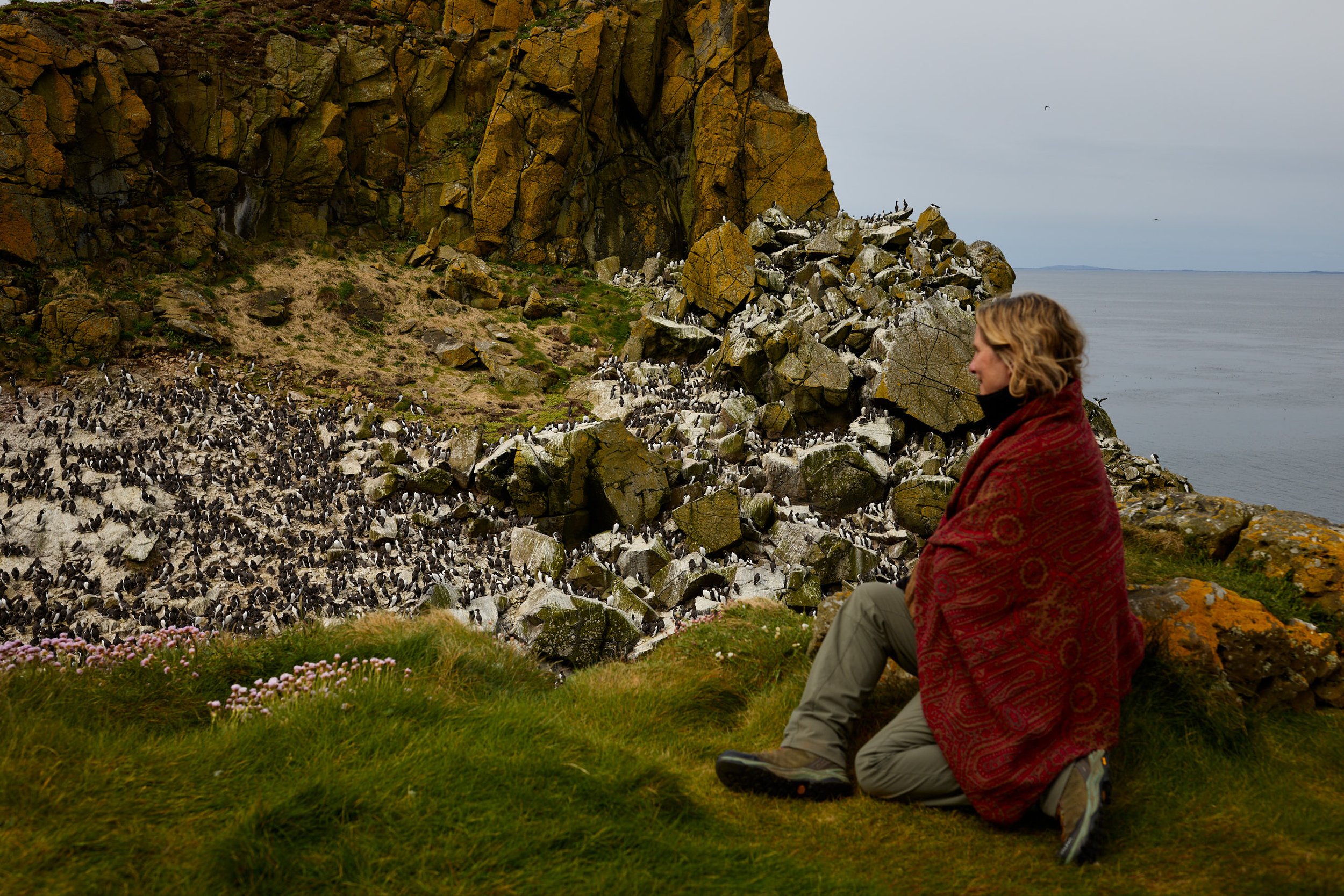 A woman sitting on grass near a rocky cliff on the Shiant Islands, with a large flock of penguins on the ground beside her, and seagulls flying in the sky.