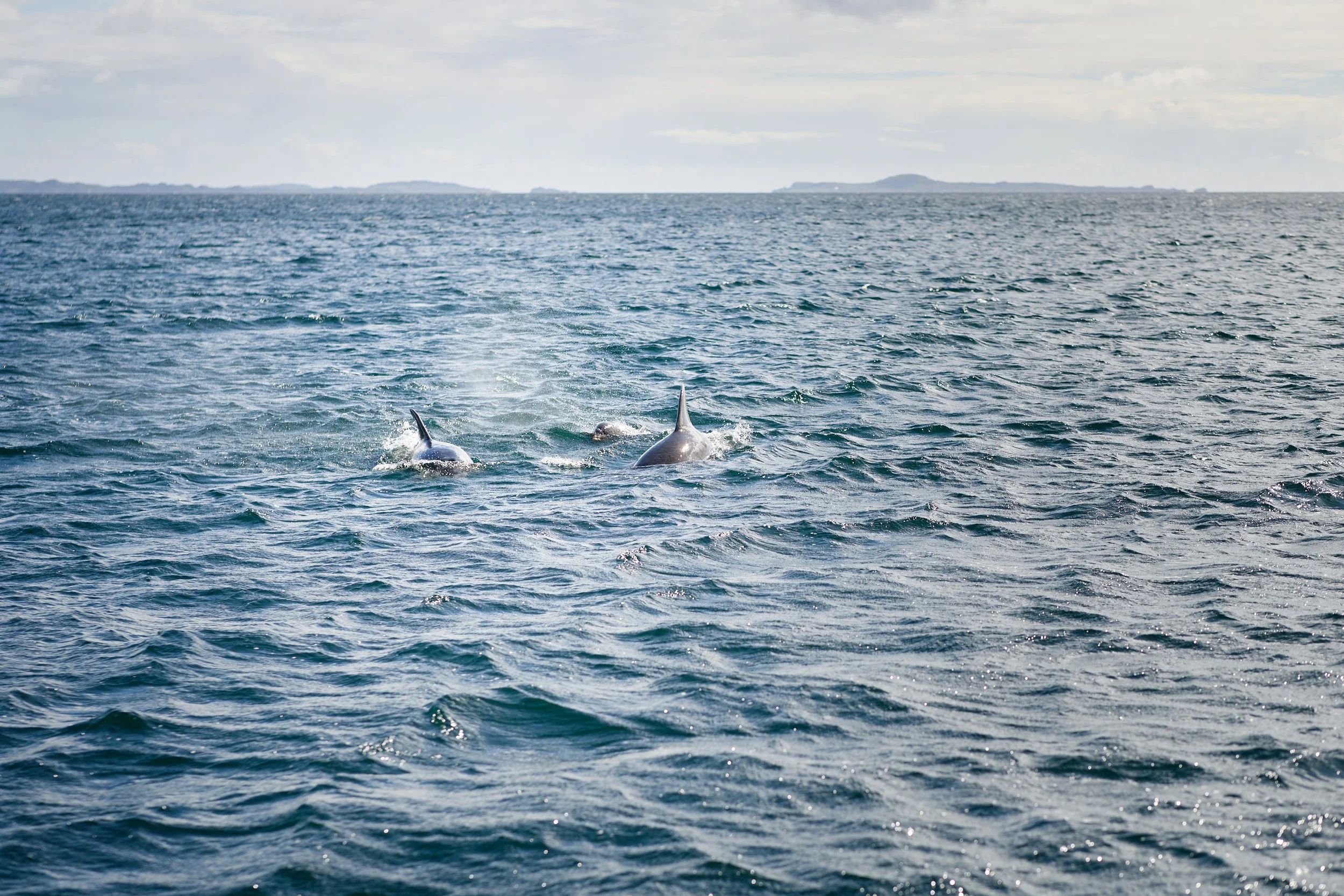 Two dolphins swimming in the ocean with land in the background.