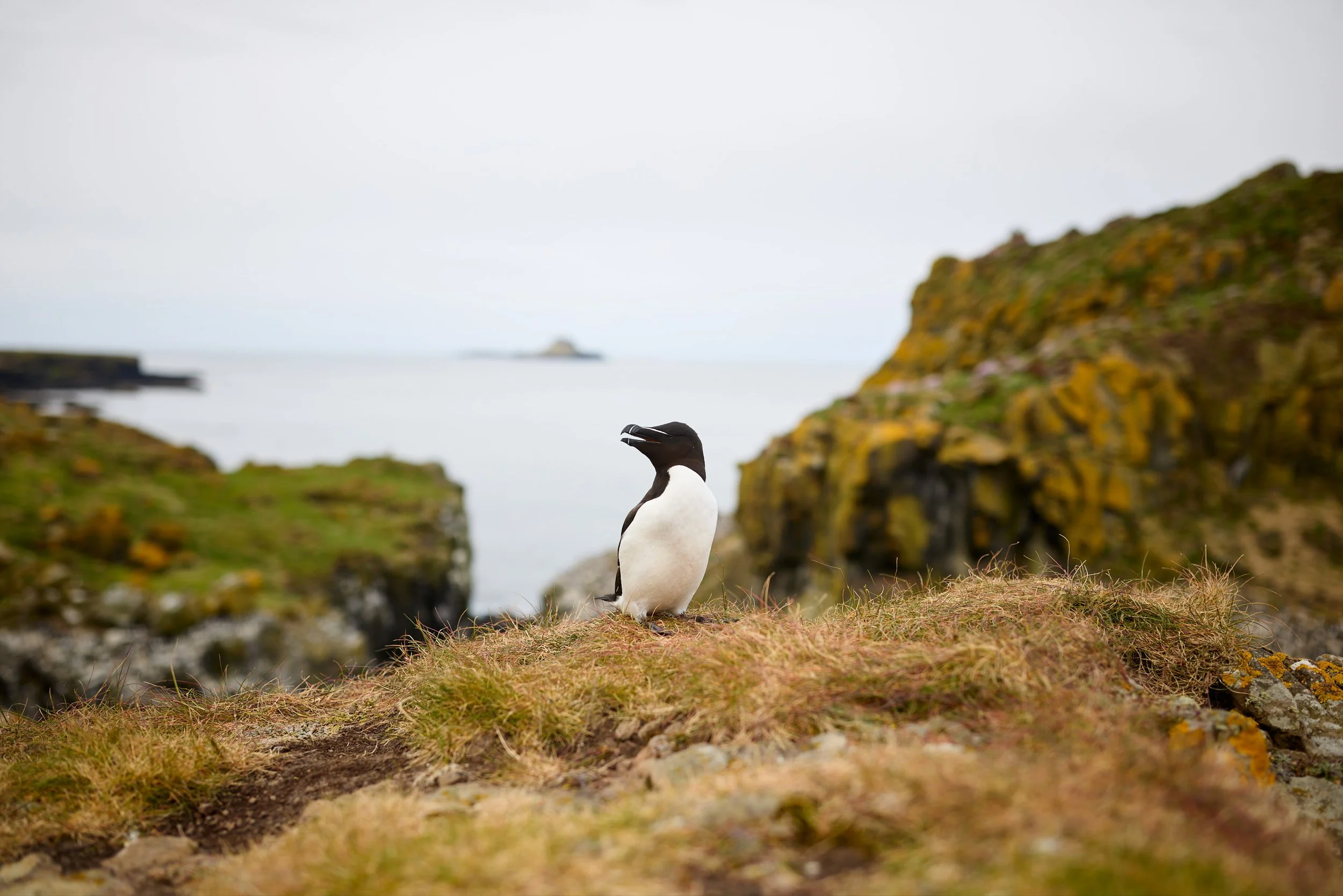 A puffin standing on grassy terrain near rocky cliffs with a blurred ocean and distant ship in the background.