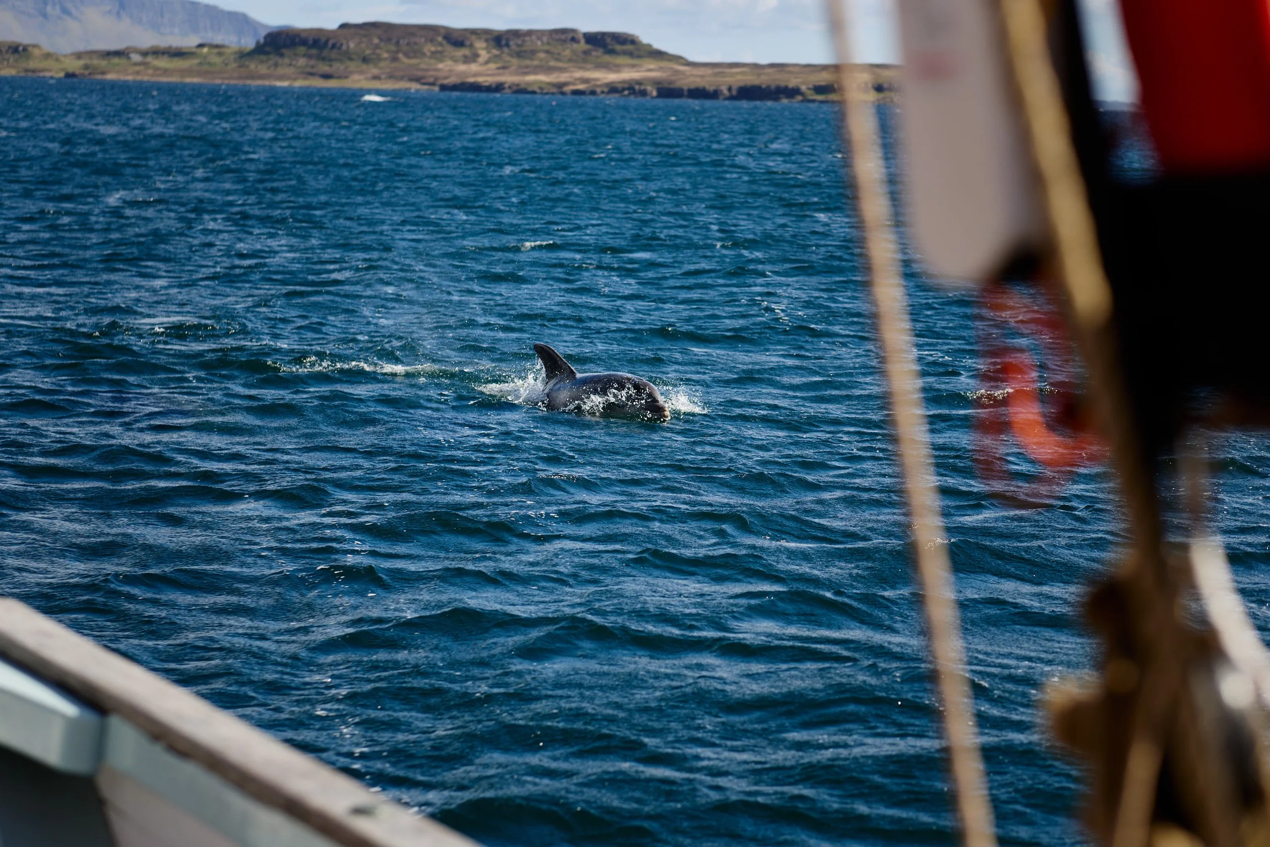 A dolphin swimming near a Provident on the west coast of Scotland, with land in the background, seen from the boat's window.