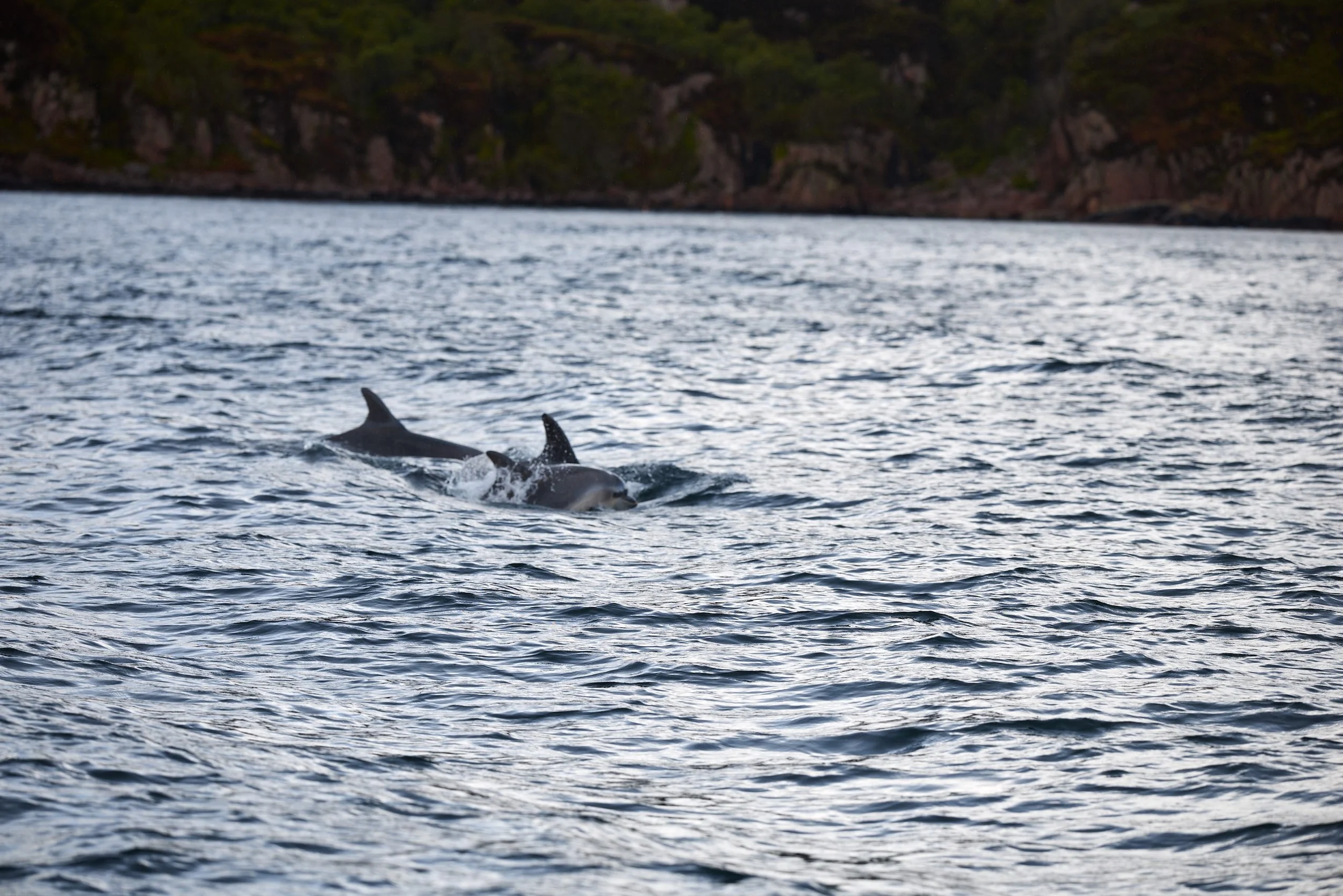 Two dolphins swimming near the water surface with a rocky, forested shoreline in the background.