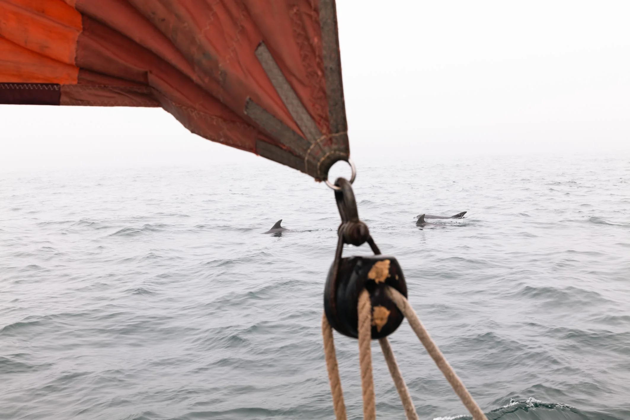 Close-up view of the bow of a boat with a rusty, weathered orange railing, looking out over the ocean where two dolphins are swimming near the surface.