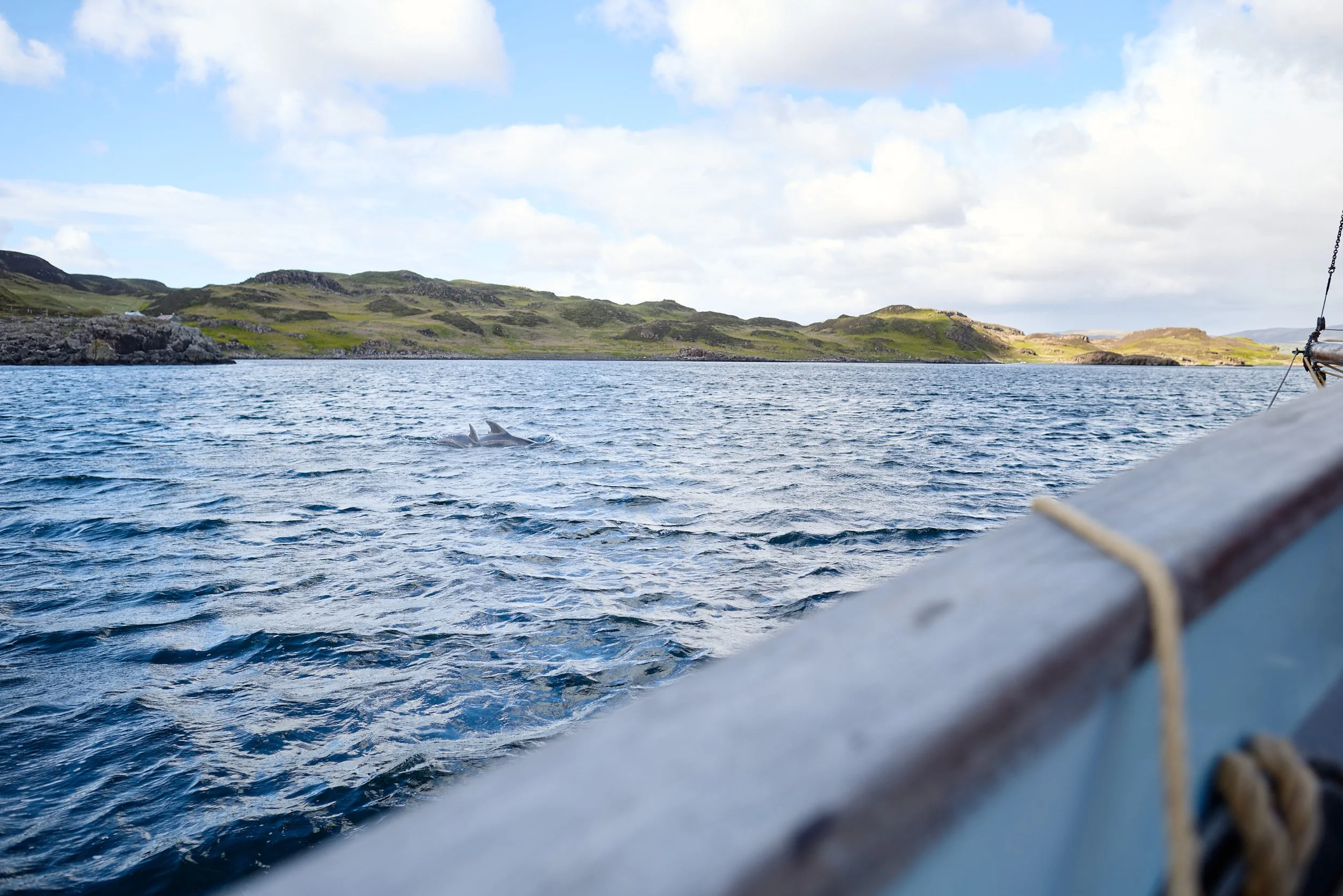 Photo taken from a boat showing water, dolphins swimming near the surface, rocky green hills in the background, and part of the boat with rigging in the corner.