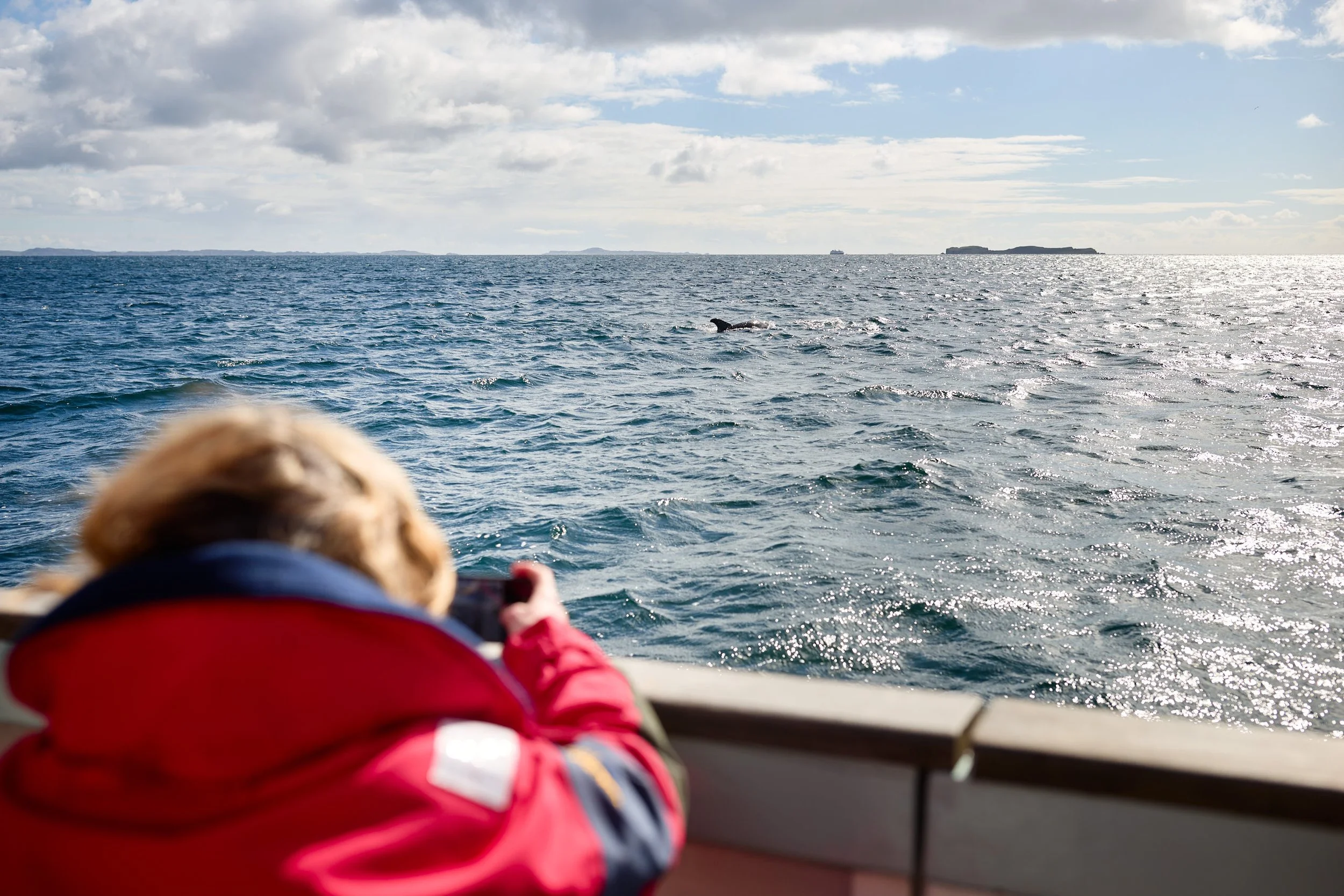 Person wearing red jacket taking a photo of dolphins  swimming beside the boat on a sunny day