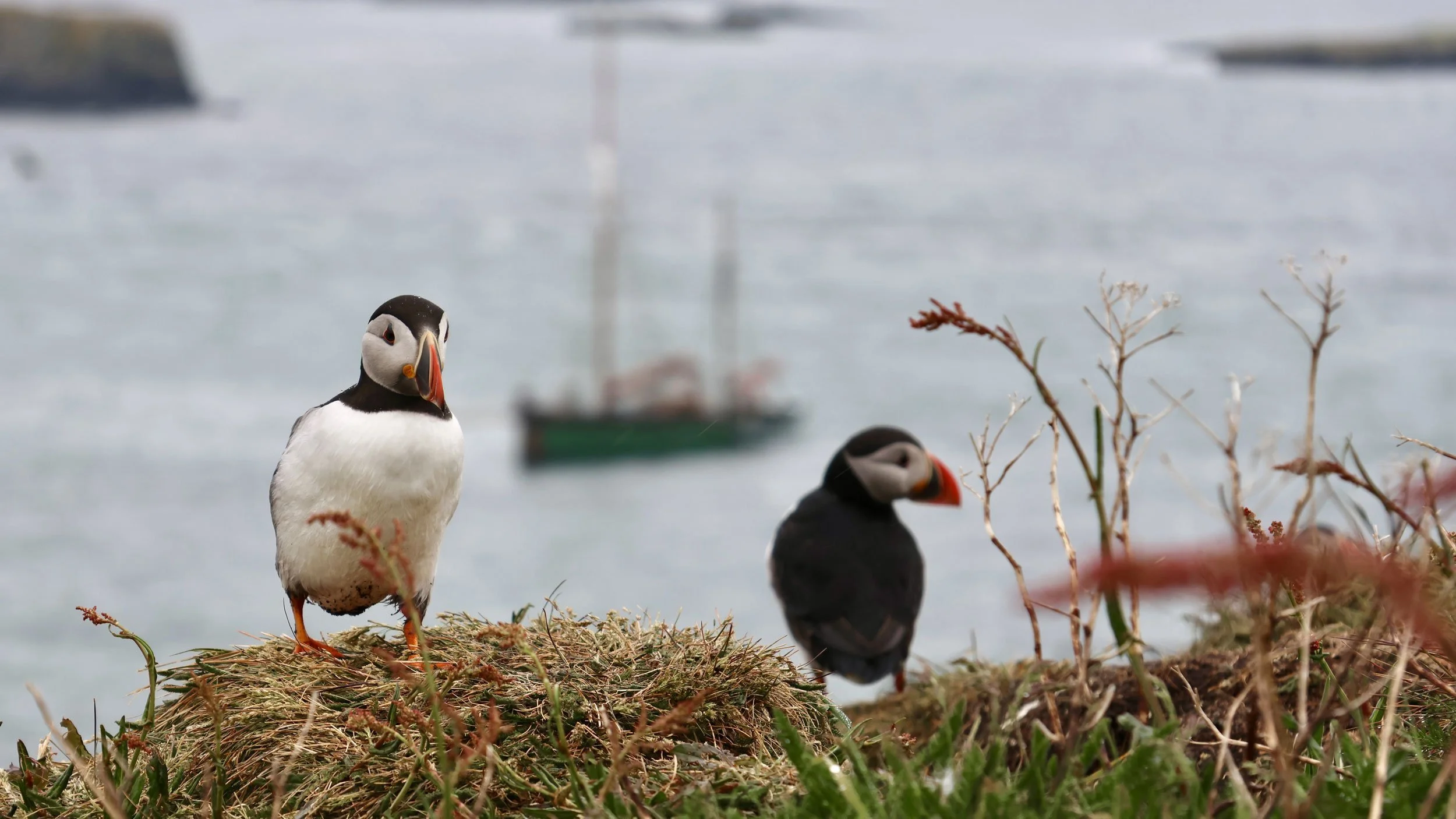 Two puffins standing on a grassy patch by the water, with a boat in the background.