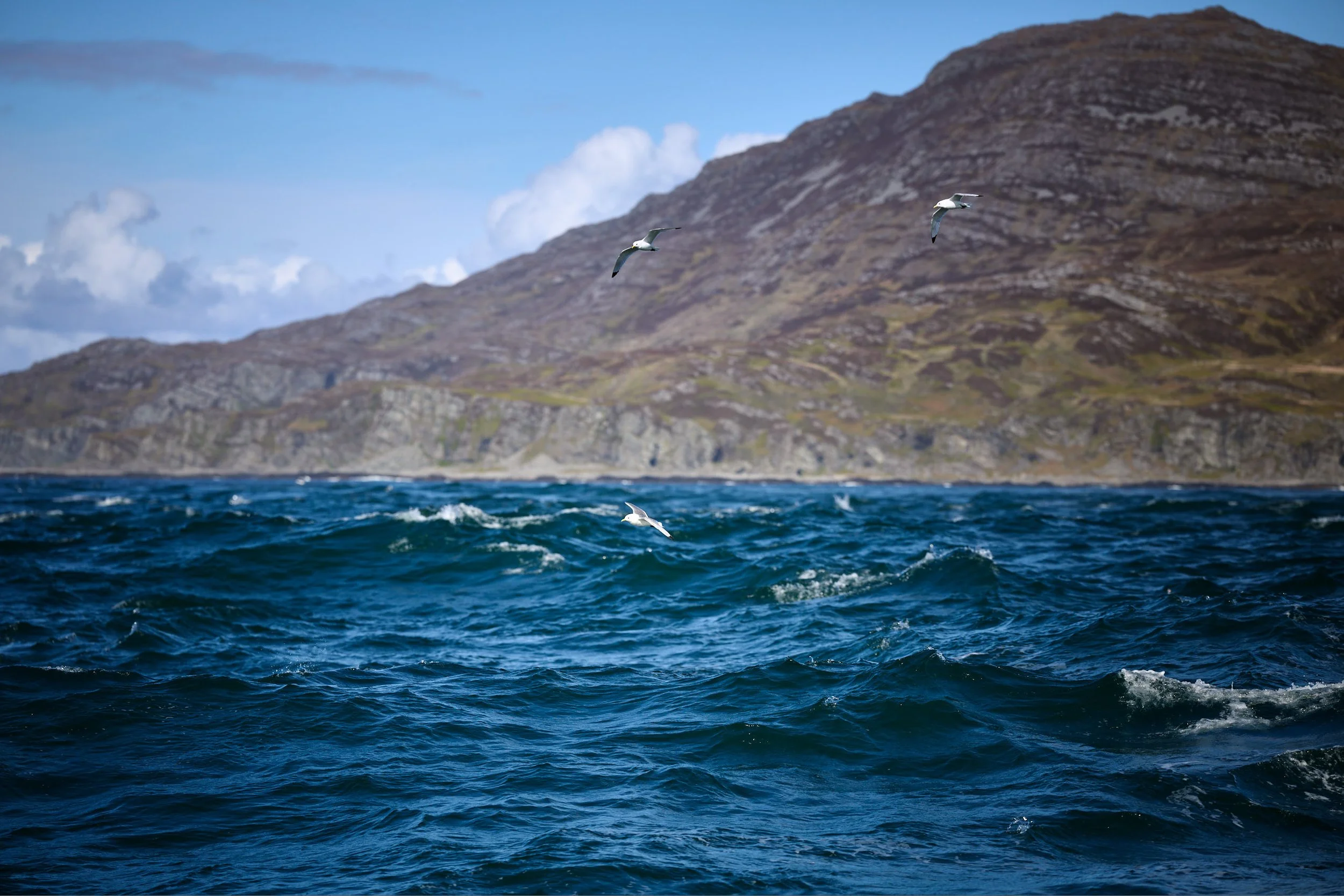 Seagulls flying over the ocean with a mountain in the background under a partly cloudy sky.