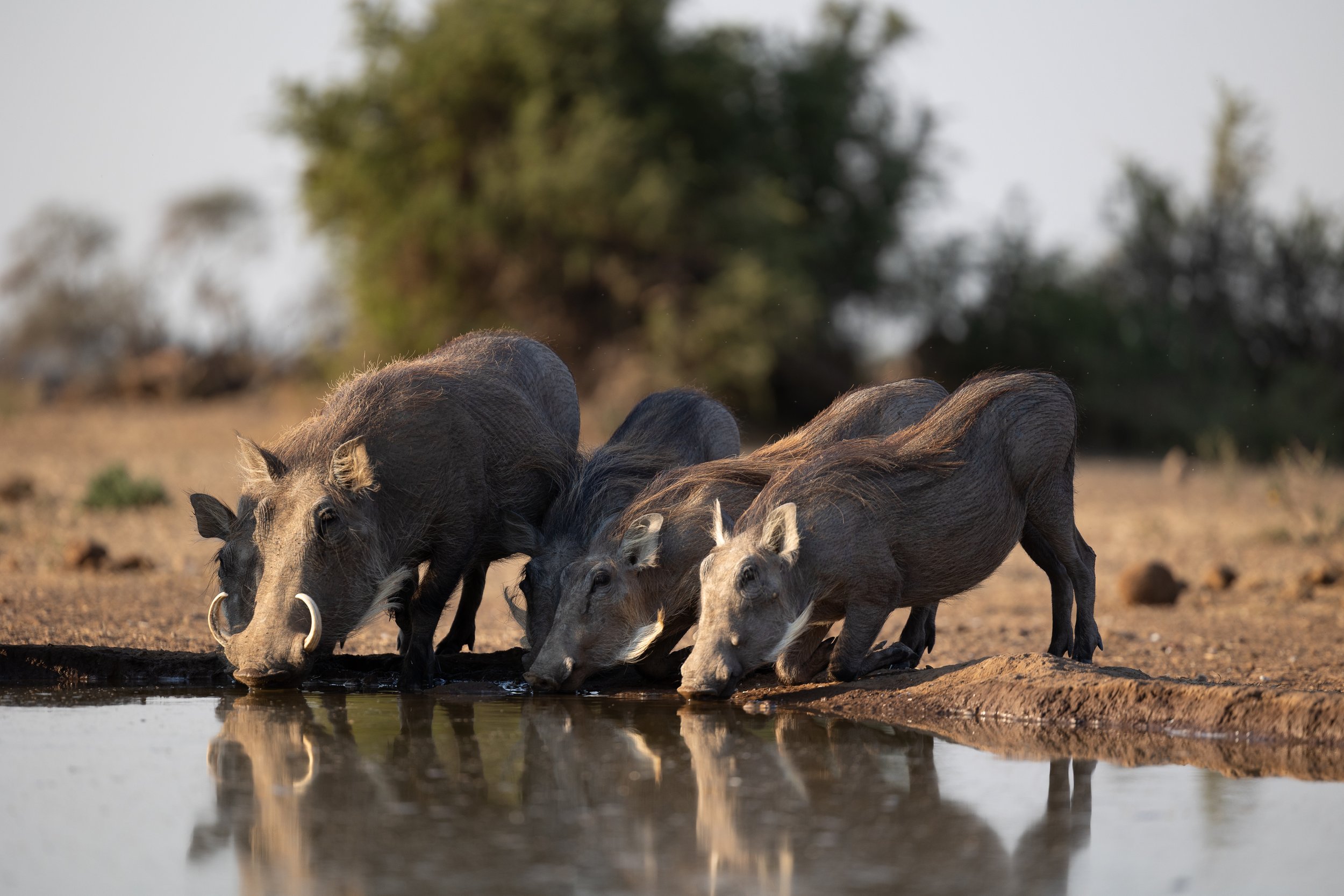 Warthog; Mashatu Game Reserve, Botswana