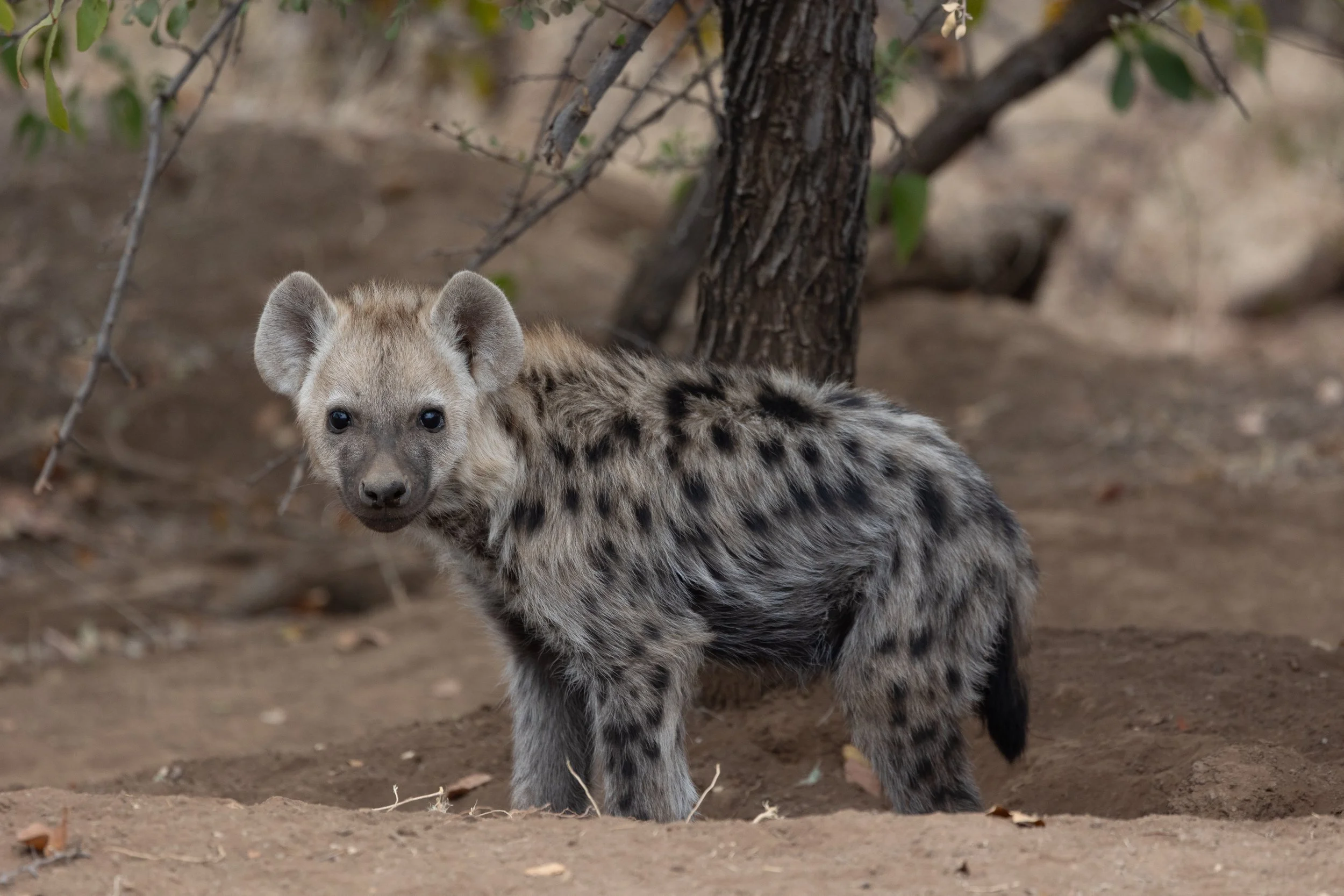 Hyena; Mashatu Game Reserve, Botswana