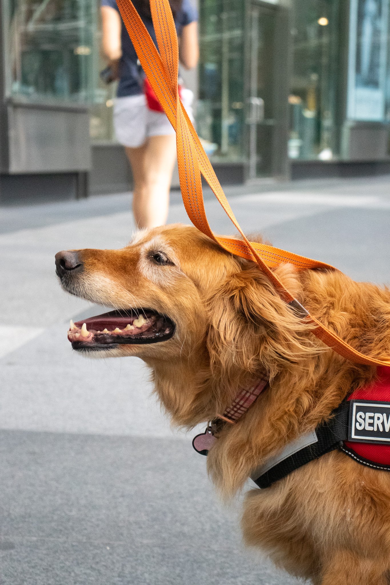 Rosie, Golden Retriever; Upper West Side, Manhattan, NYC