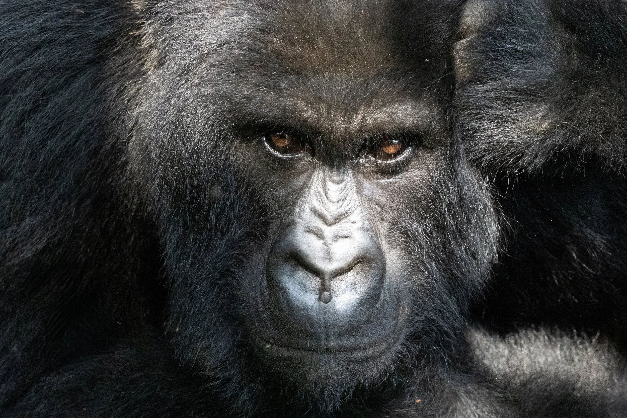 Gorilla; Volcanoes National Park, Rwanda