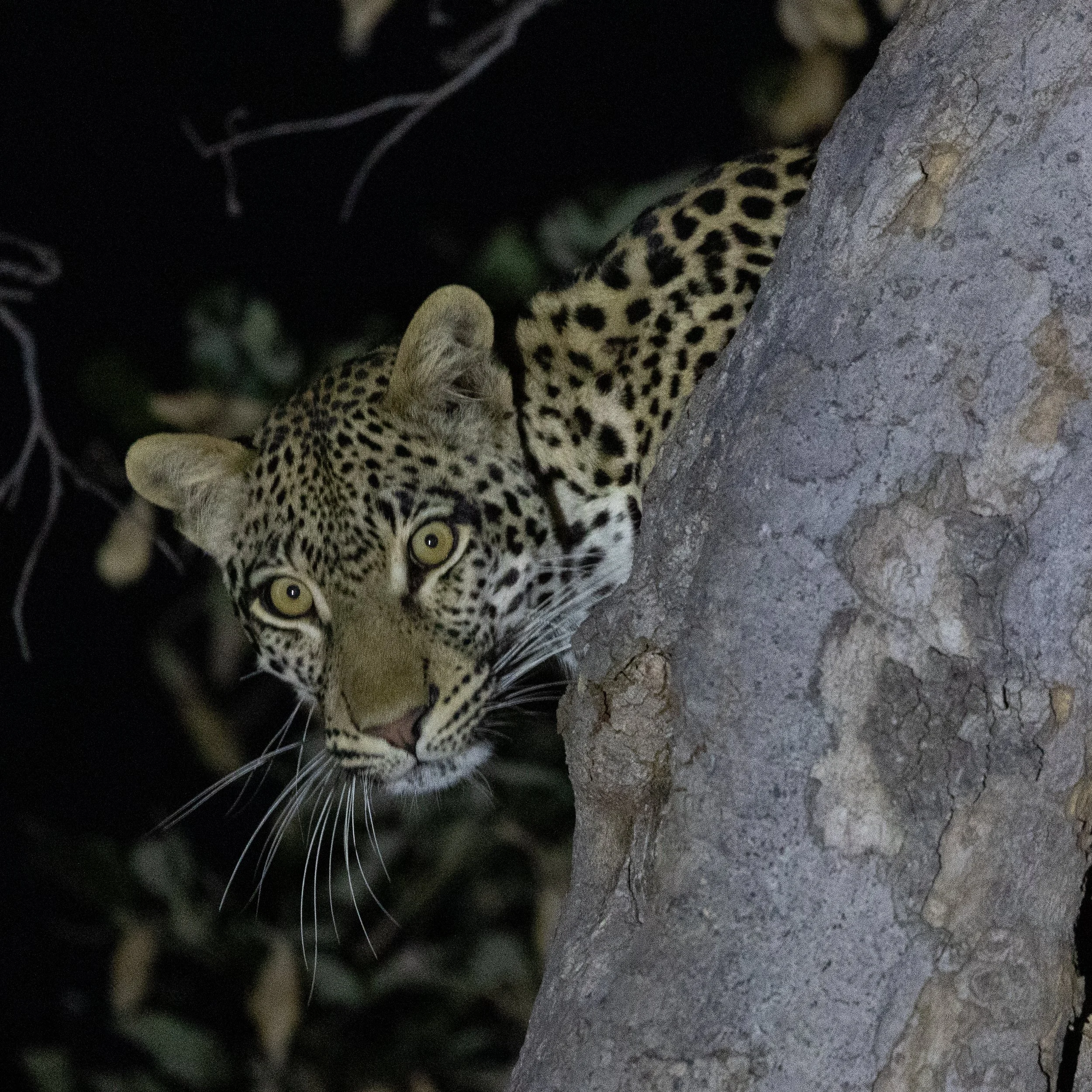 Leopard; Mashatu Game Reserve, Botswana