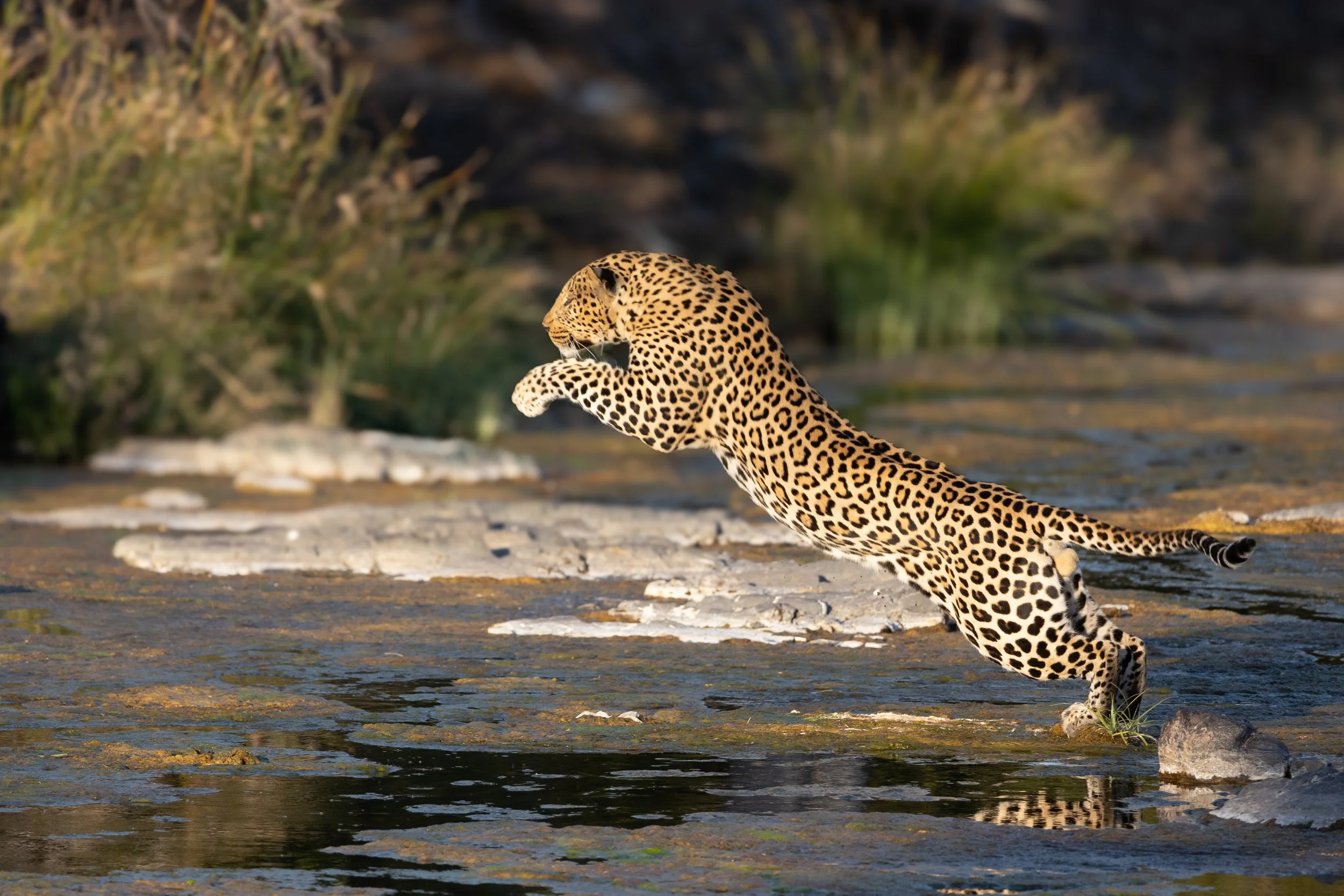 Leopard; Mashatu Game Reserve, Botswana