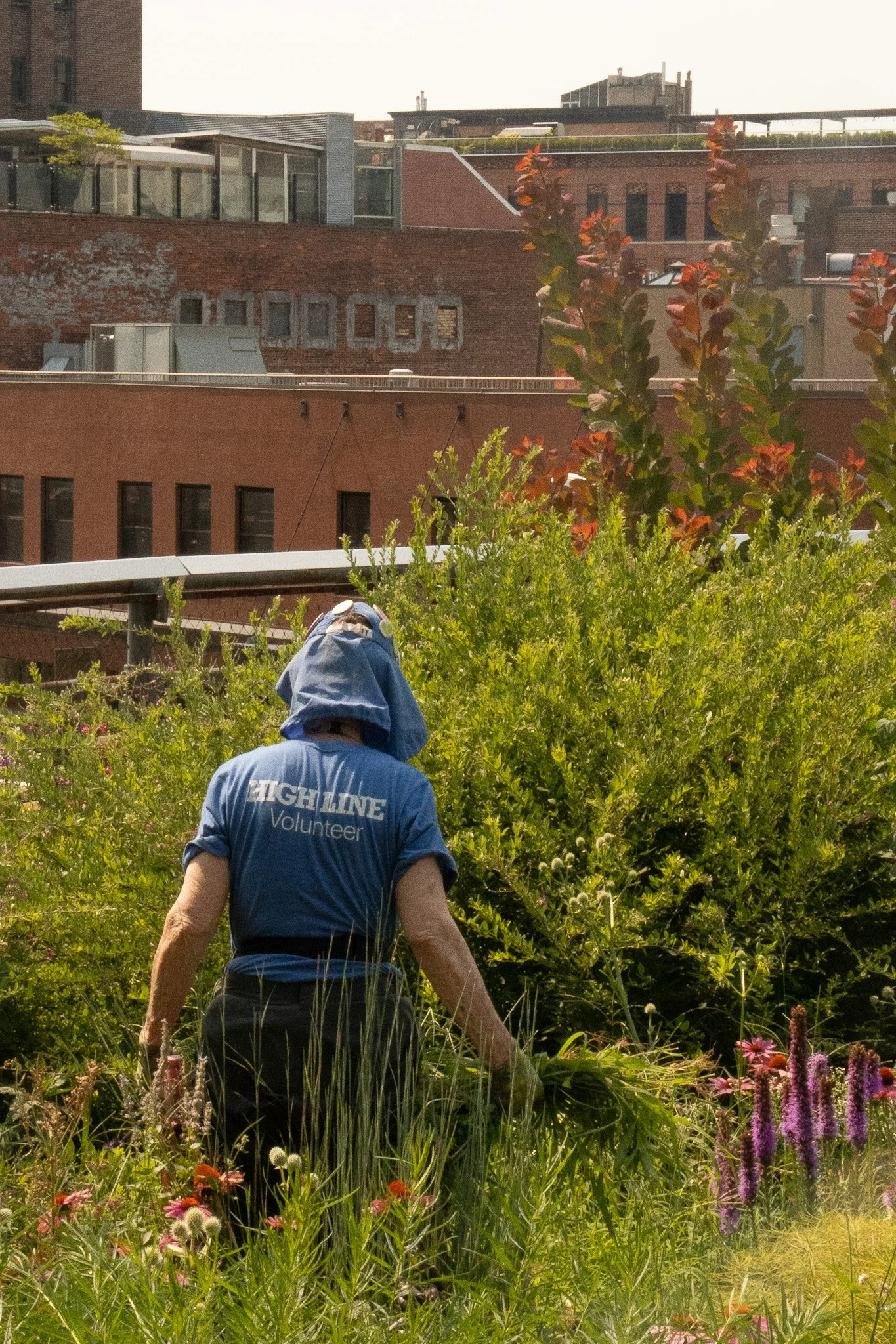 In addition to employees, the High Line boasts an open community volunteer program. Dozens of these volunteers work to preserve the beauty.