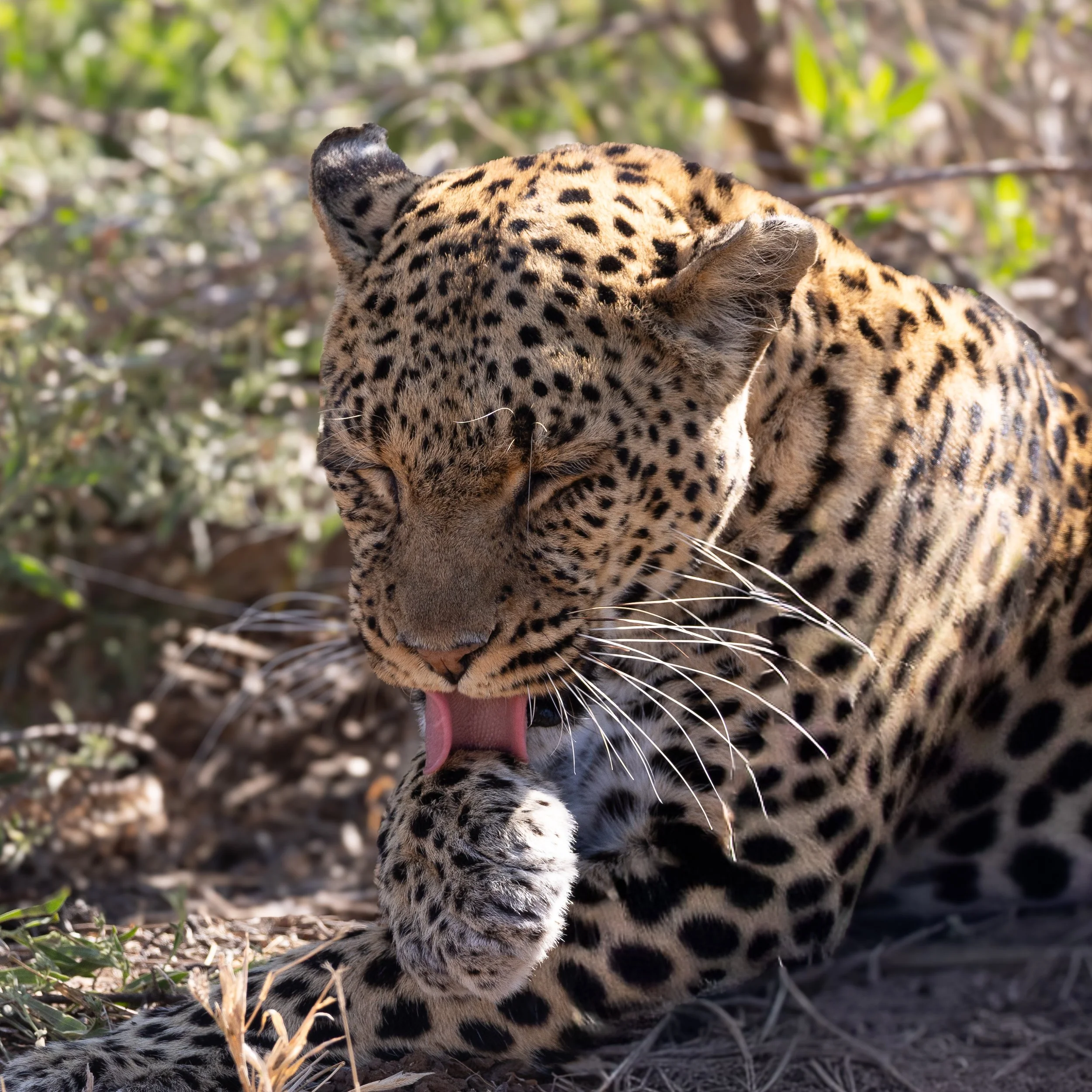 Leopard; Mashatu Game Reserve, Botswana