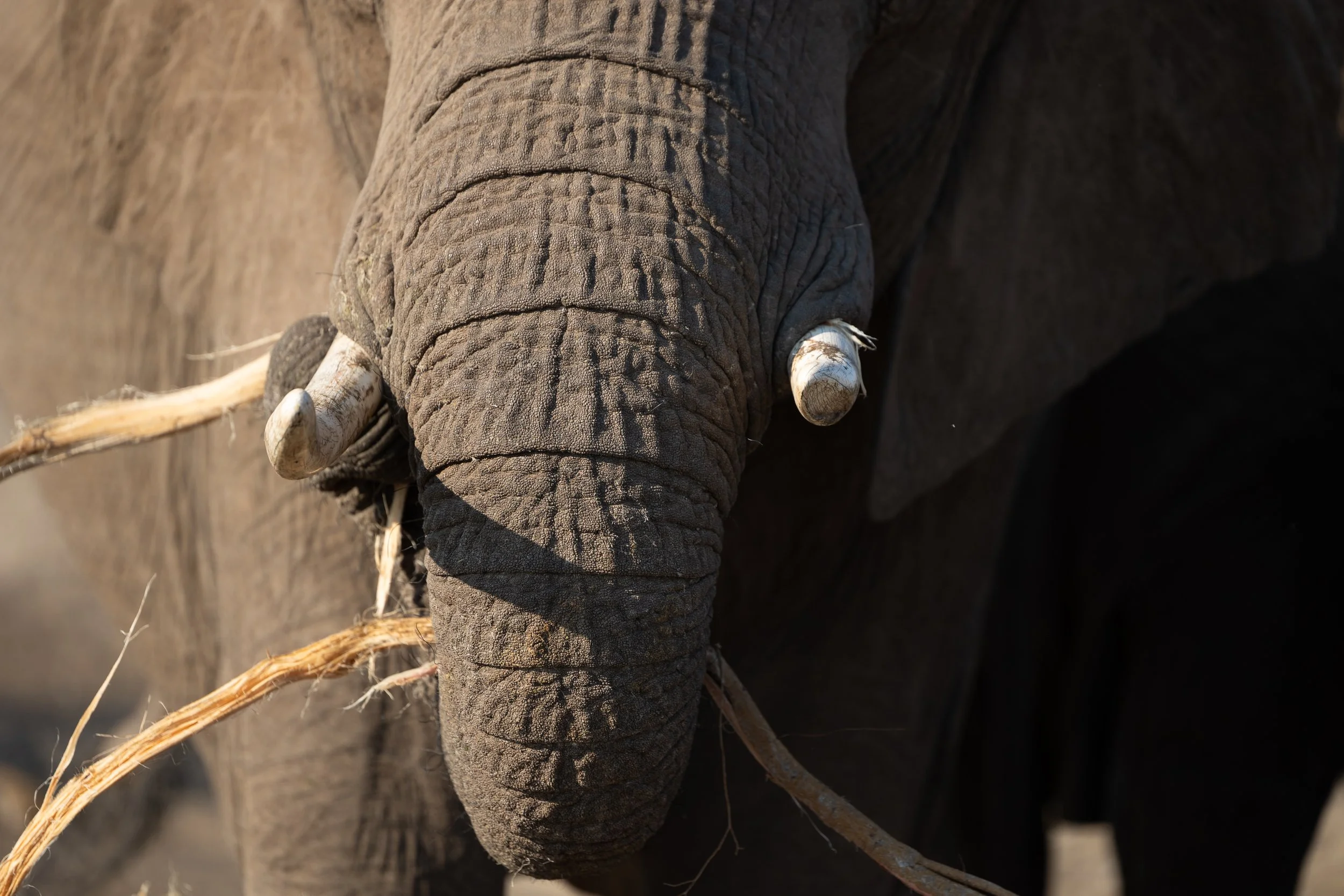 Elephant; Mababe, Botswana