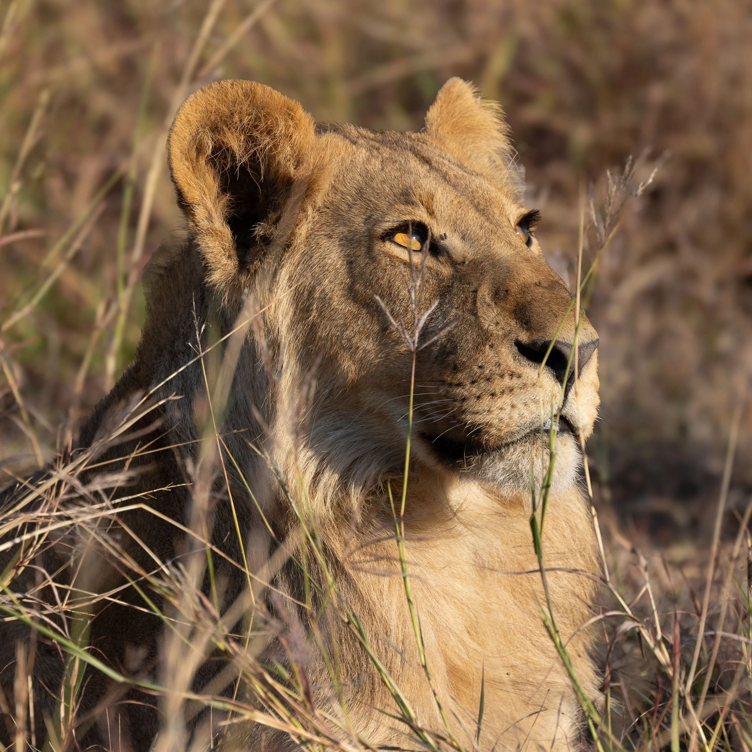 Wildlife