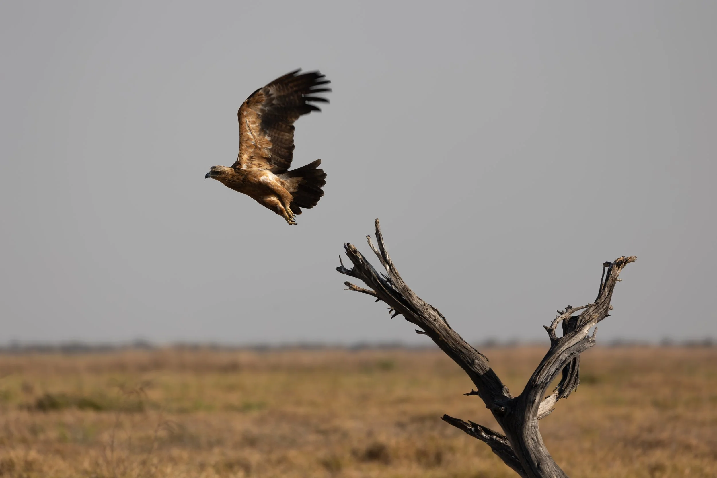 African Hawk Eagle; Mababe, Botswana