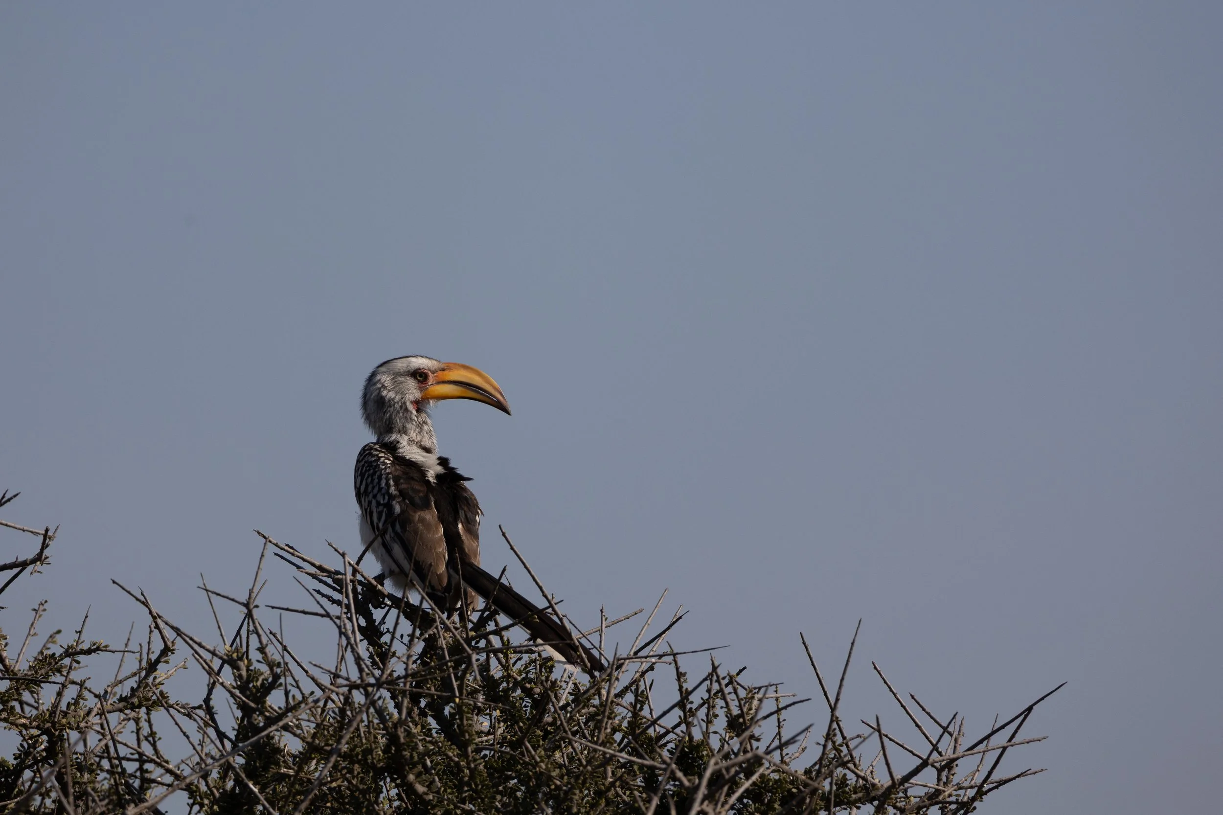 Yellow Billed Hornbill; Mashatu Game Reserve, Botswana