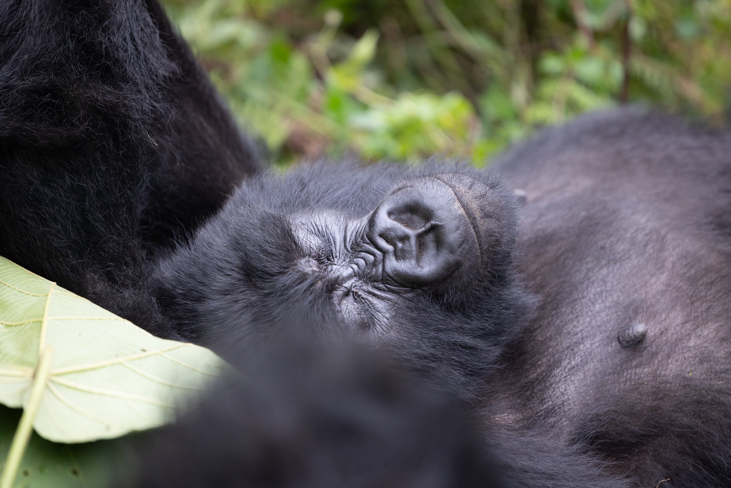 Gorilla; Volcanoes National Park, Rwanda