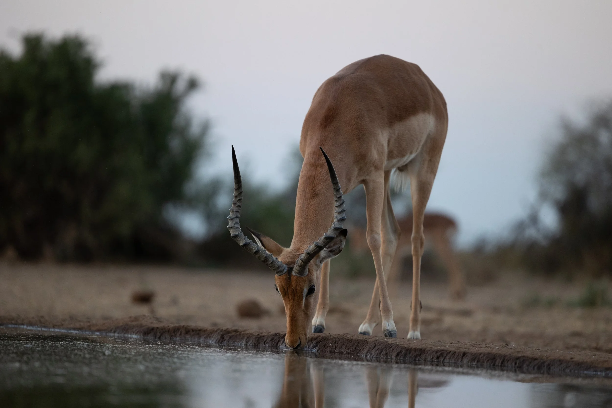 Impala; Mashatu Game Reserve, Botswana