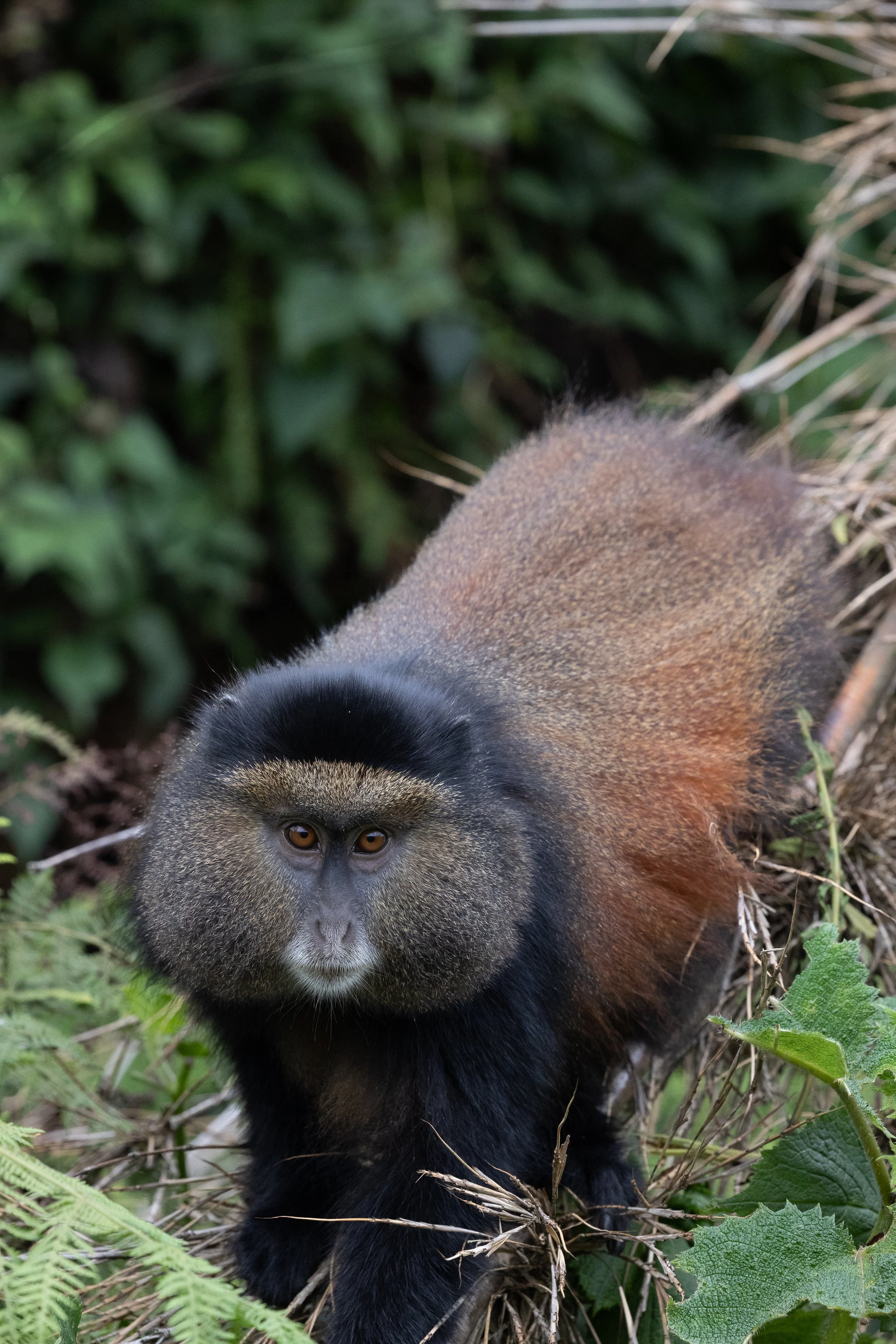 Golden Monkey; Volcanoes National Park, Rwanda