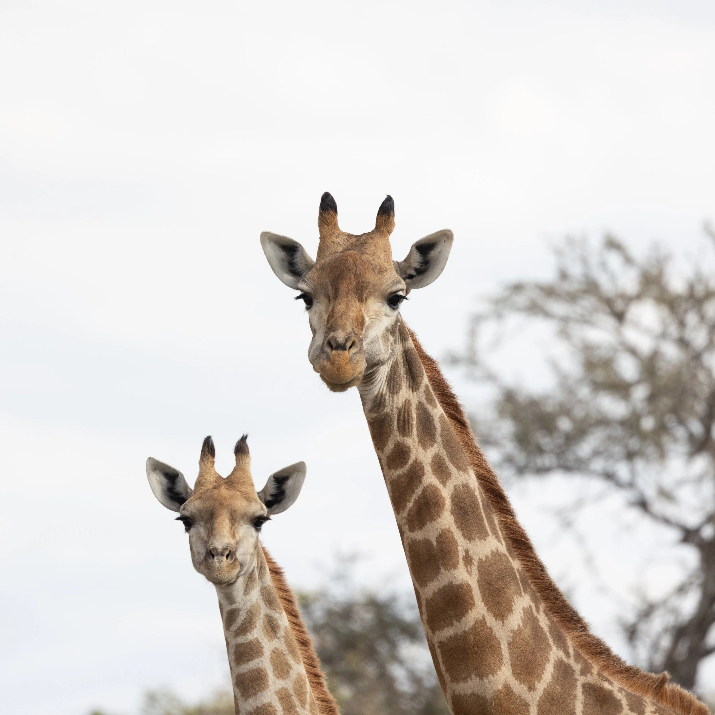 Giraffes; Mashatu Game Reserve, Botswana
