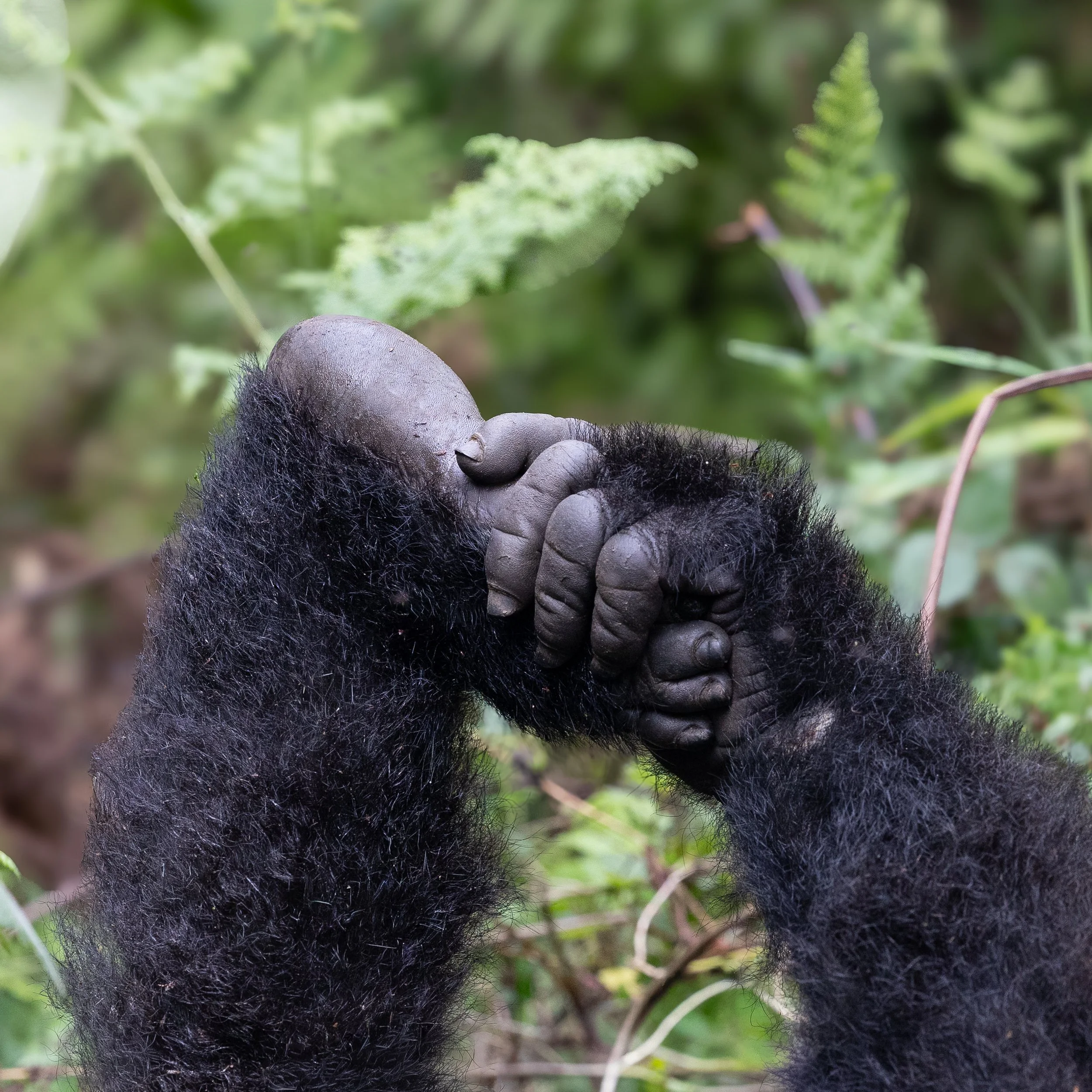 Gorilla; Volcanoes National Park, Rwanda
