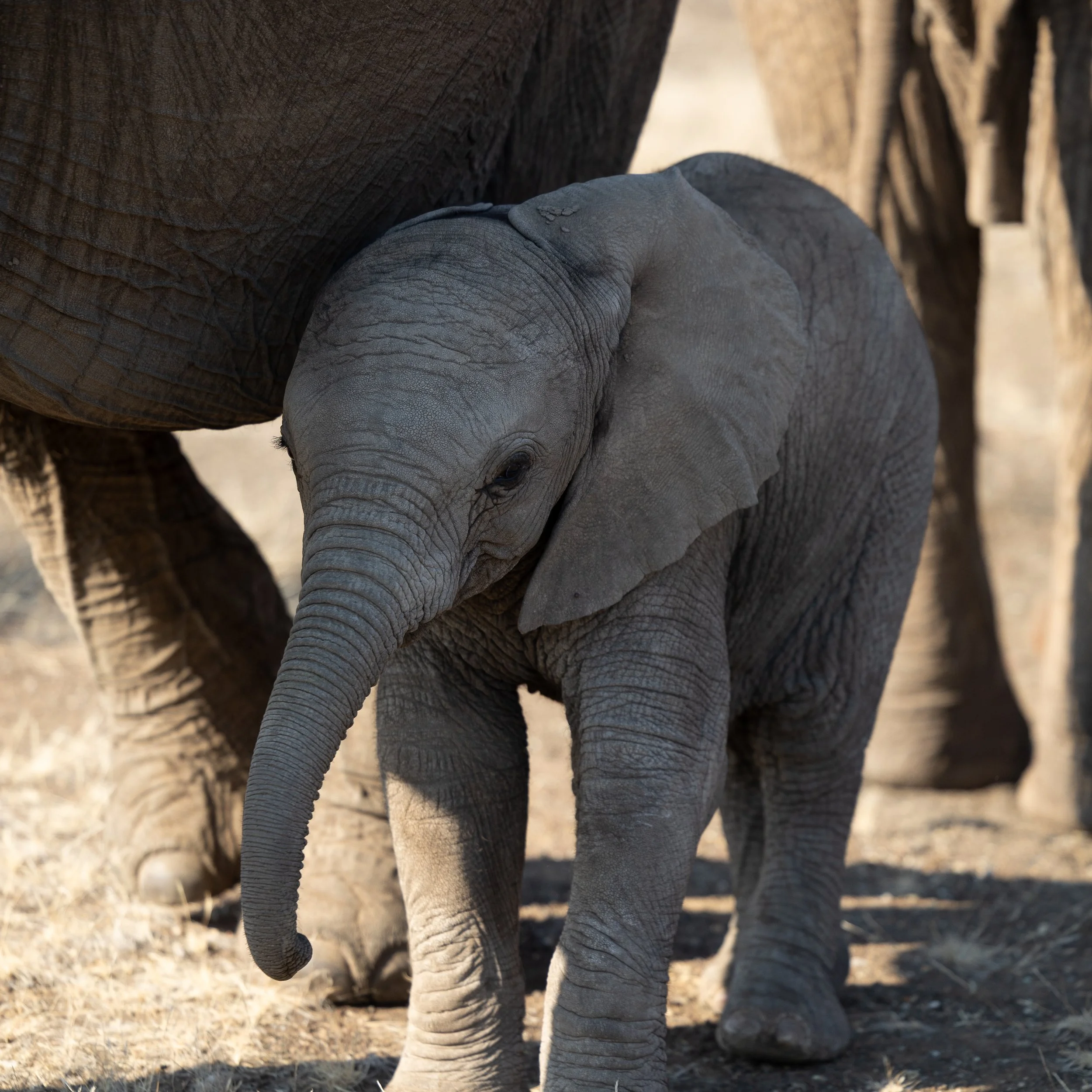 Elephant; Mashatu Game Reserve, Botswana