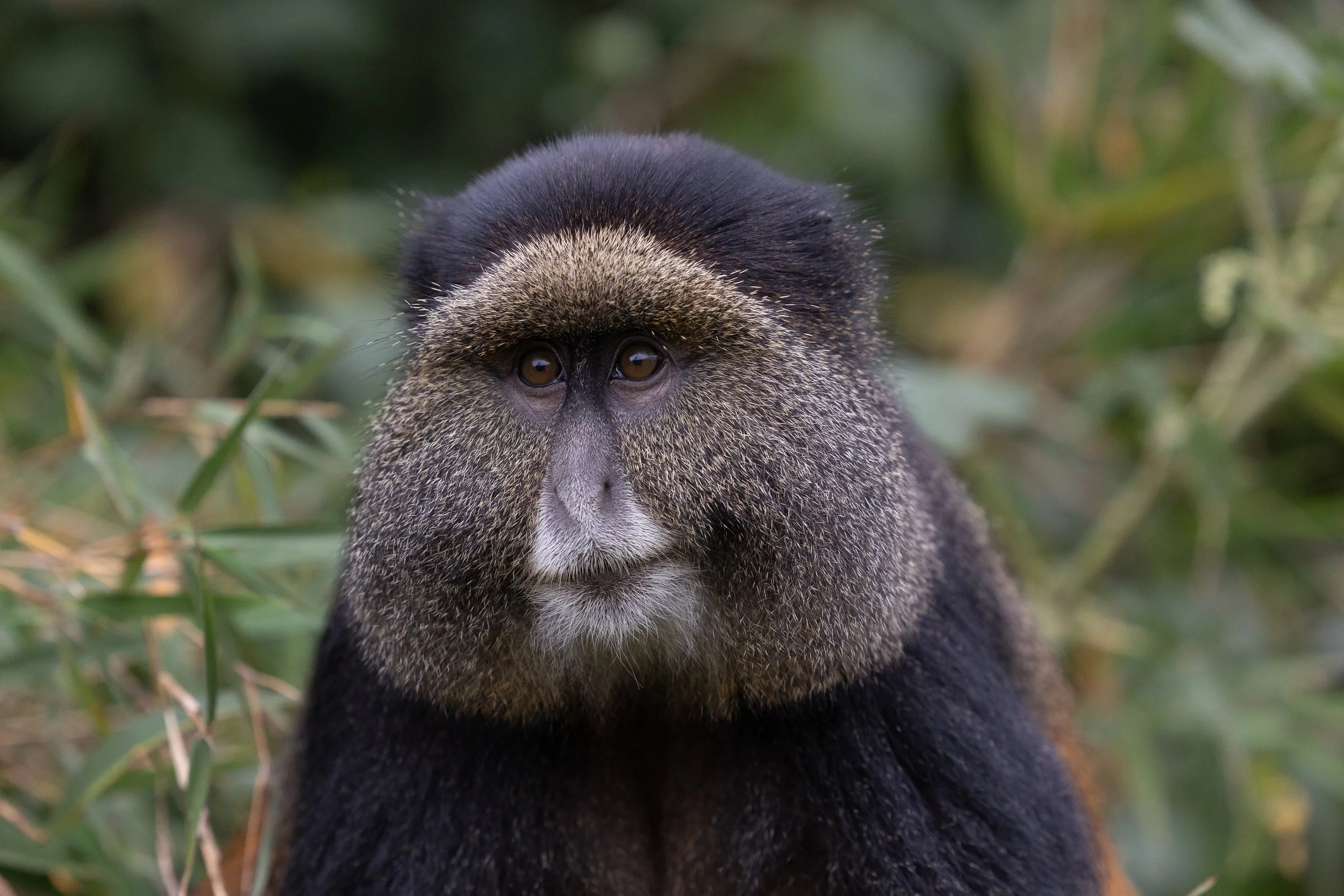 Golden Monkey; Volcanoes National Park, Rwanda