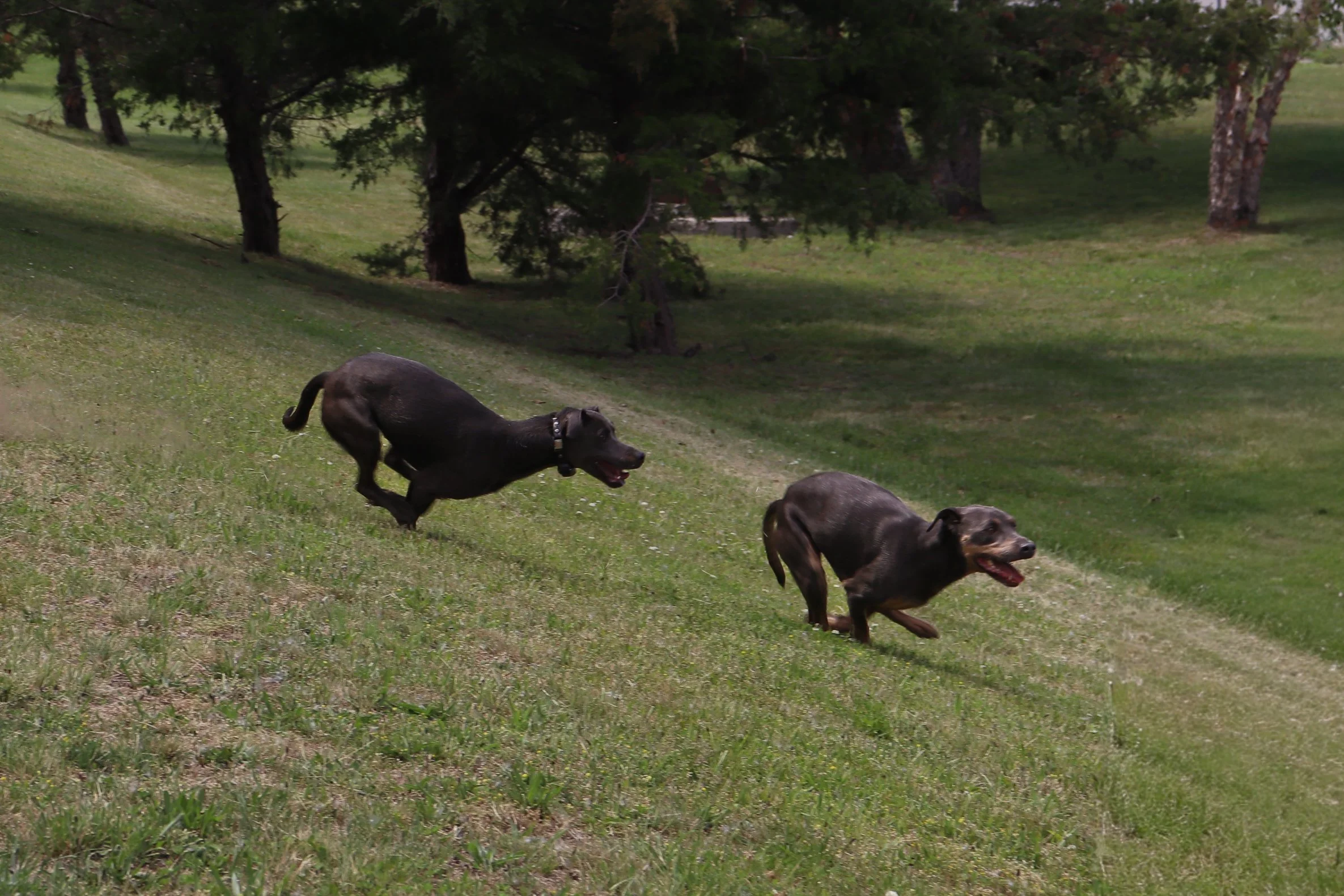 Hound Club RI