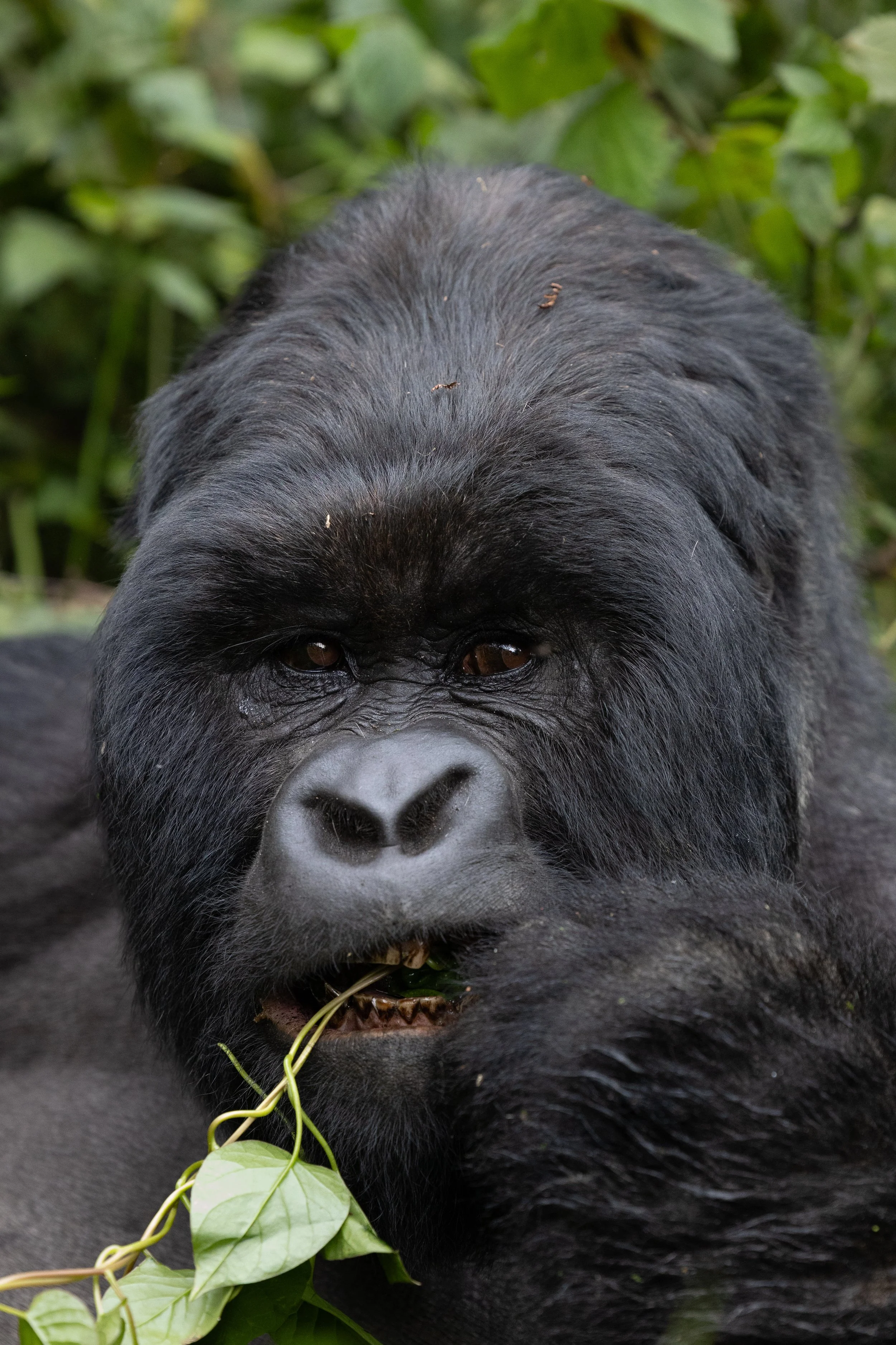 Gorilla; Volcanoes National Park, Rwanda