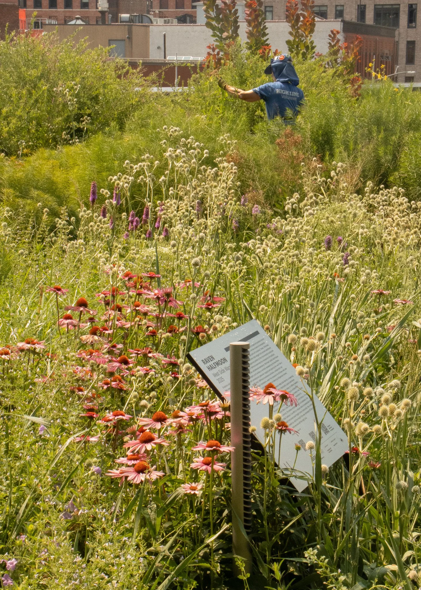 The High Line, spanning nearly 1.5 miles across the Western edge of Manhattan, is a rich urban biodiversity hotspot. The park includes more than 500 species of plants and animals.