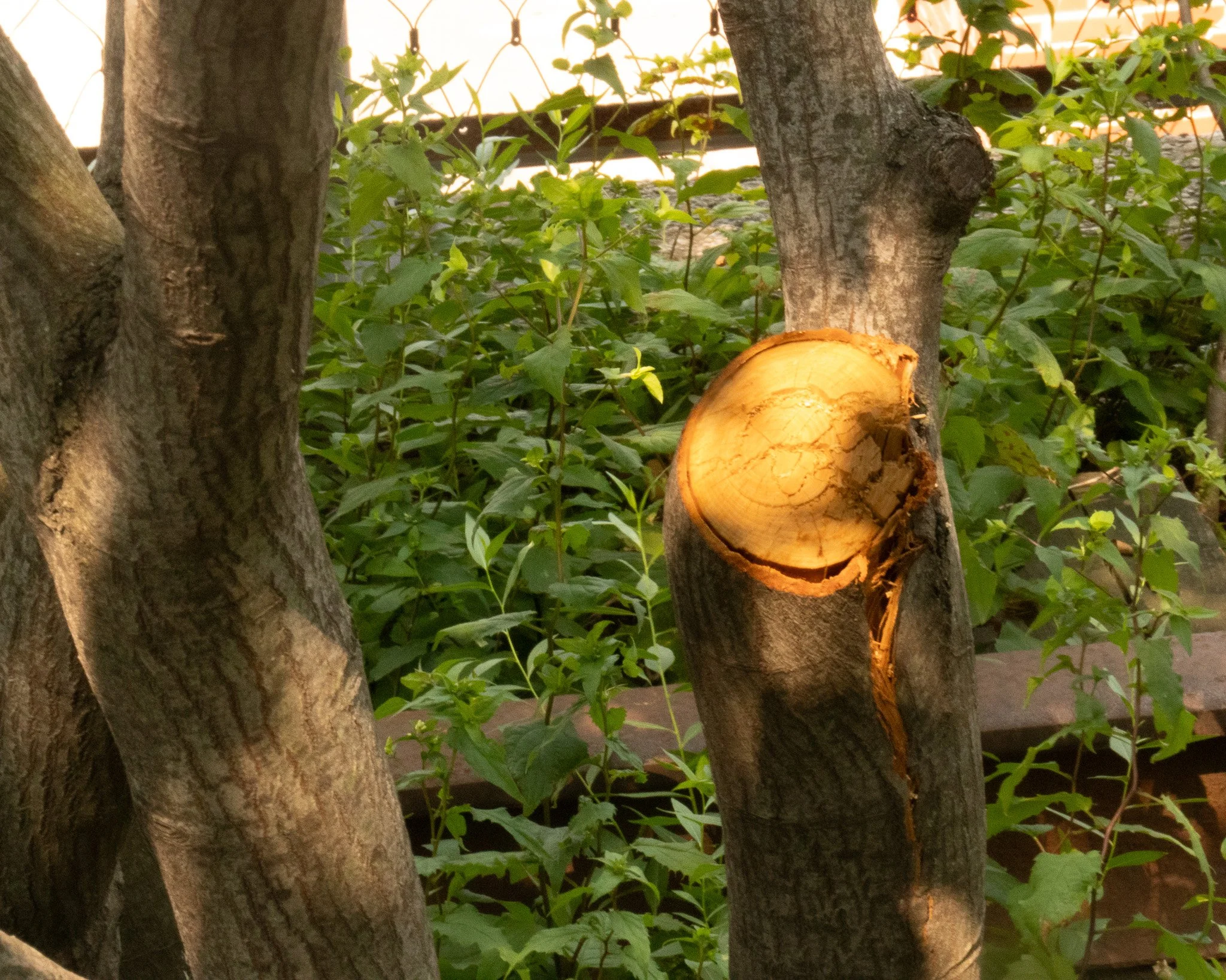 Many of their tasks we do not notice, including pruning dead branches from the trees filling the park. 