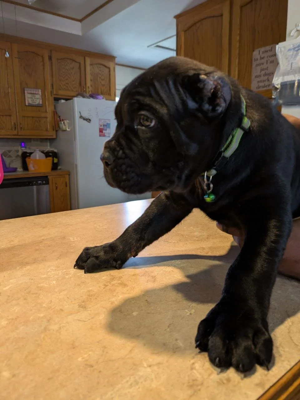 Puppy Foundations