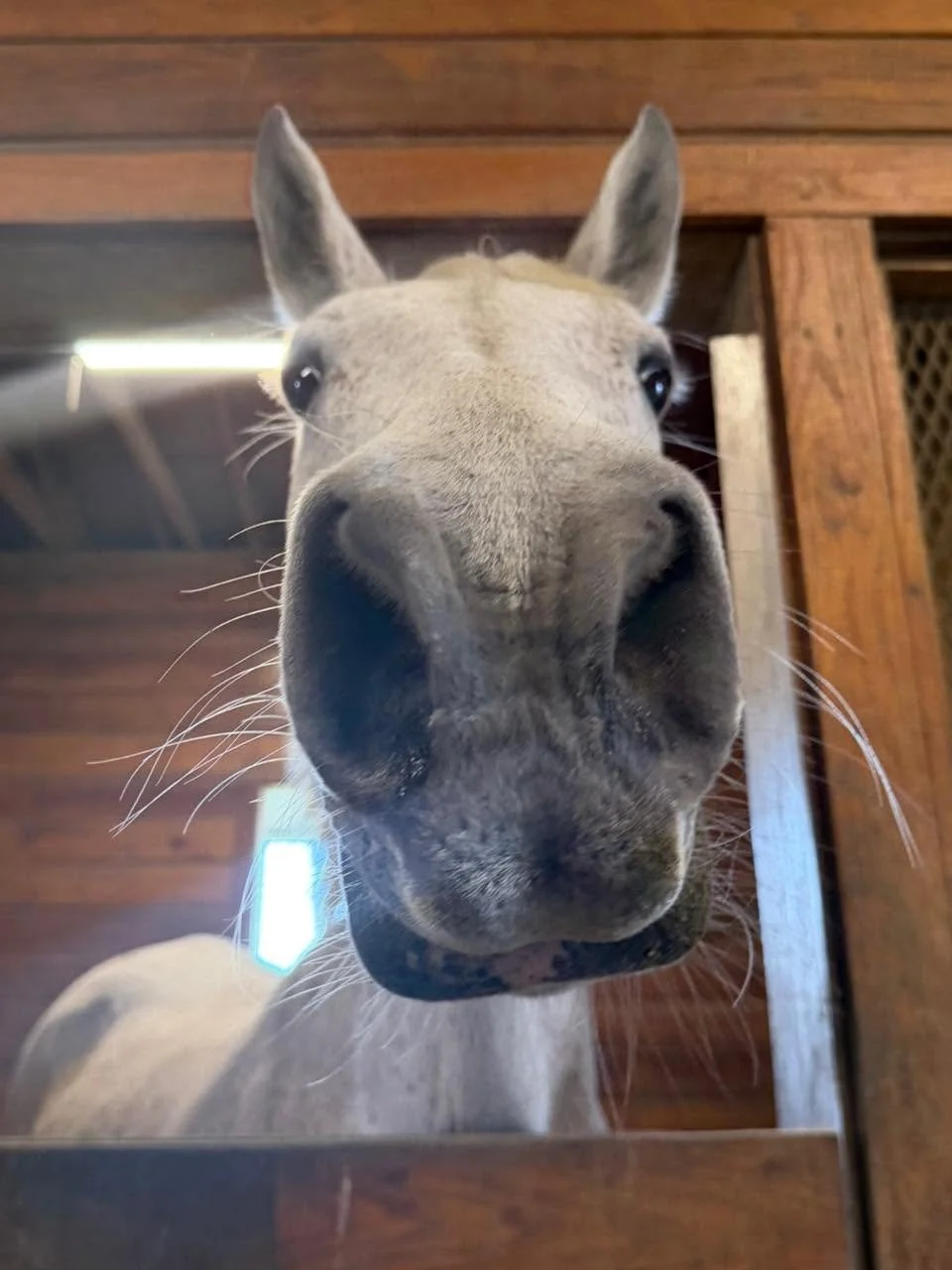 Close-up of a horse's face as it looks into the camera from inside a stable, with wooden walls and a partial view of its body.