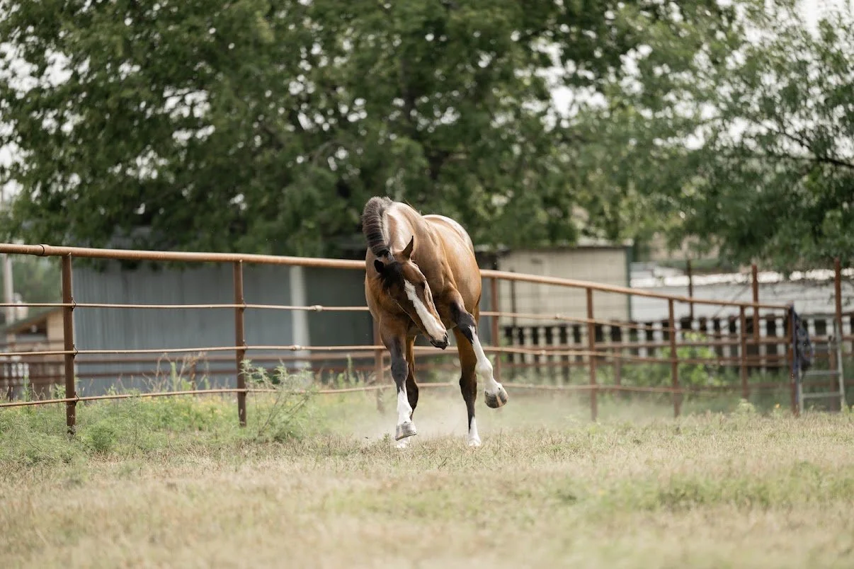 Lameness and Sports Medicine