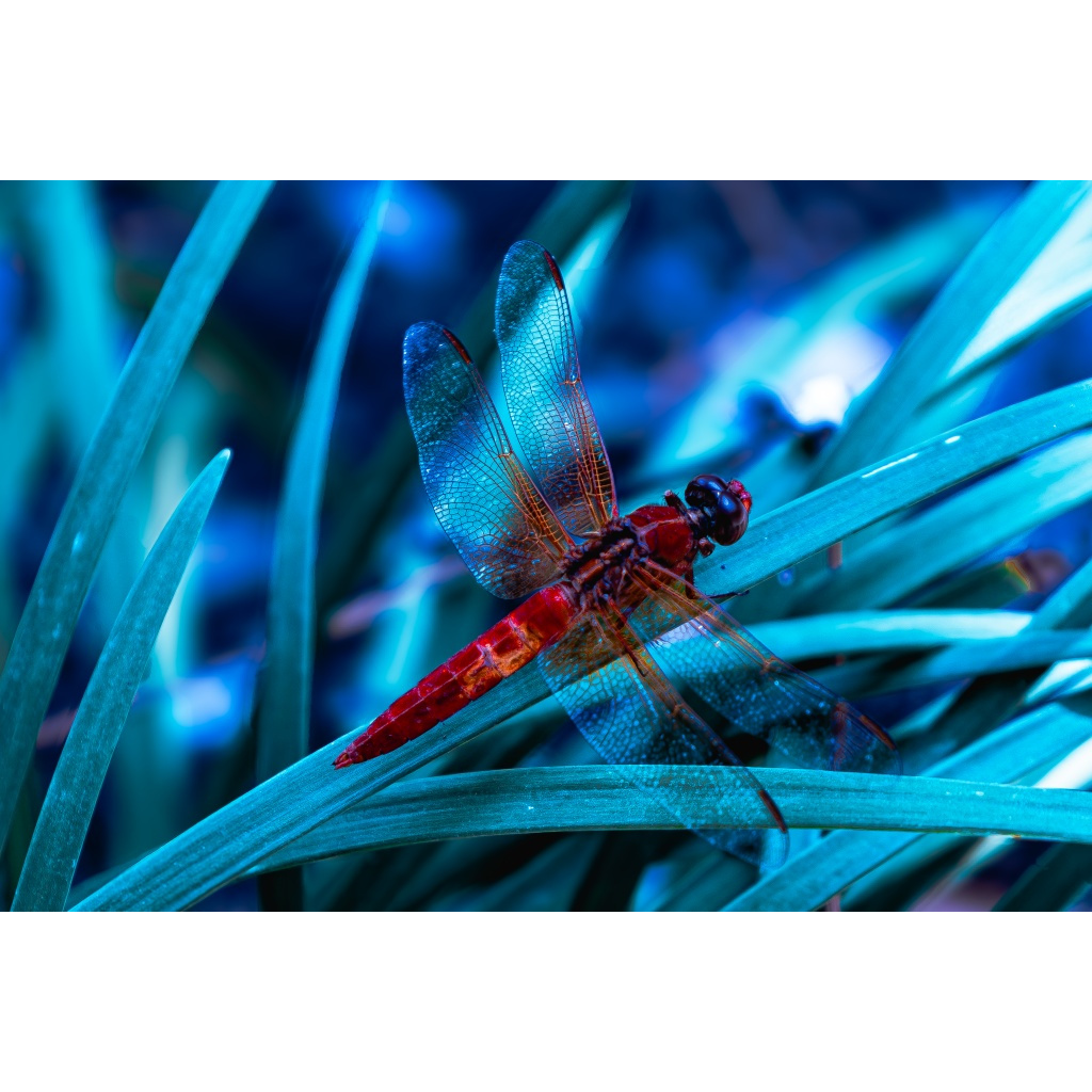 Macro of a vivid red dragonfly perched on cyan-blue grass blades with soft bokeh background