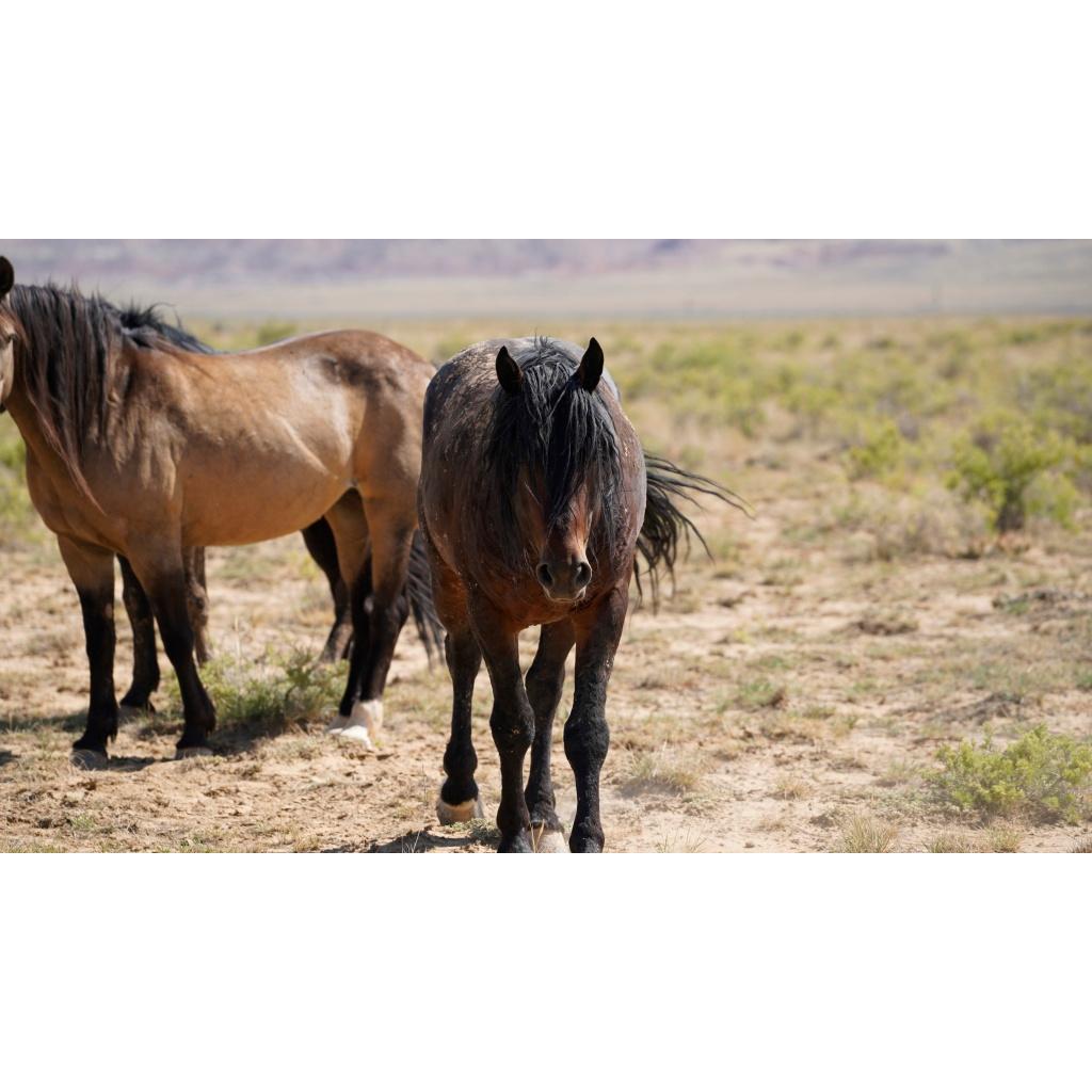 Dark bay wild horse facing the camera with a long black mane, a lighter horse behind it in desert scrub