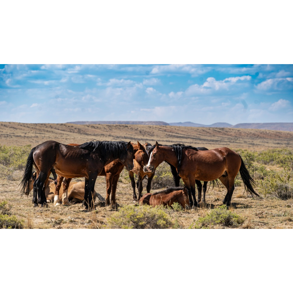 Herd of wild horses huddled together on an arid prairie, with foals resting among the adults under a blue sky