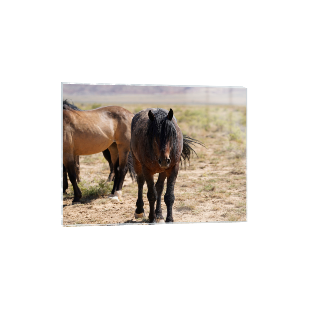 Howdy fine art print, framed mockup
