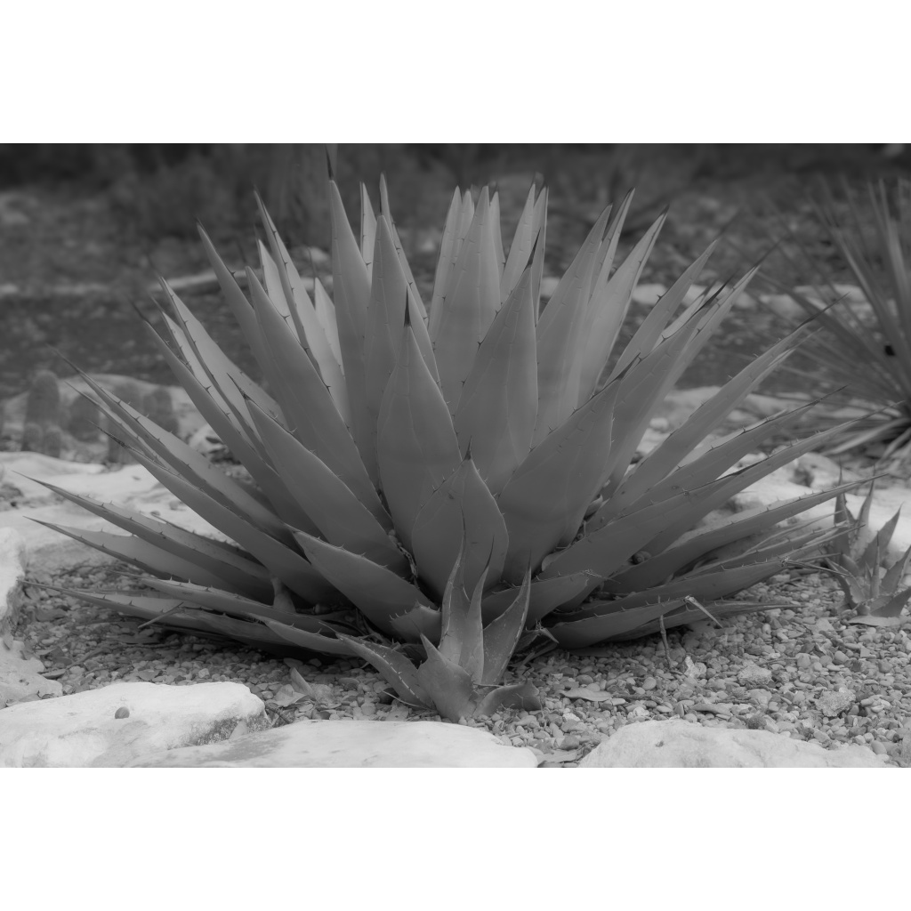 Black-and-white photograph of a large agave rosette with sharp spines in gravel and limestone rock