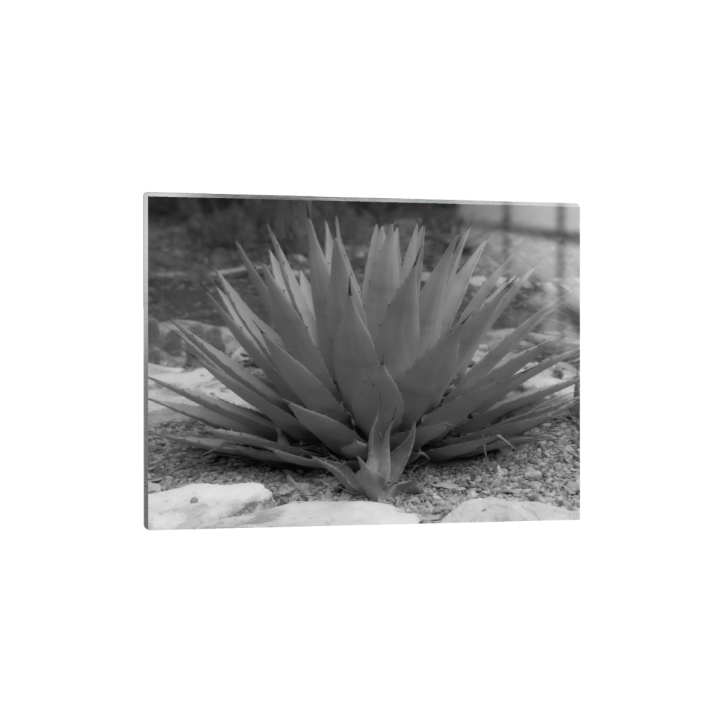 Agave fine art print, framed mockup