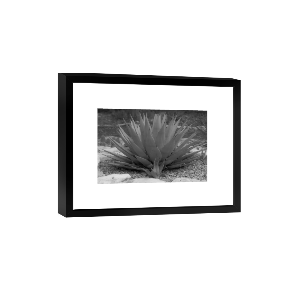 Agave fine art print, framed mockup