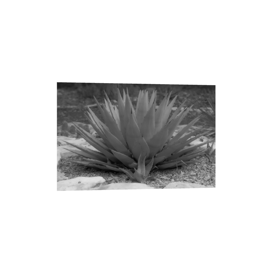 Agave fine art print, framed mockup